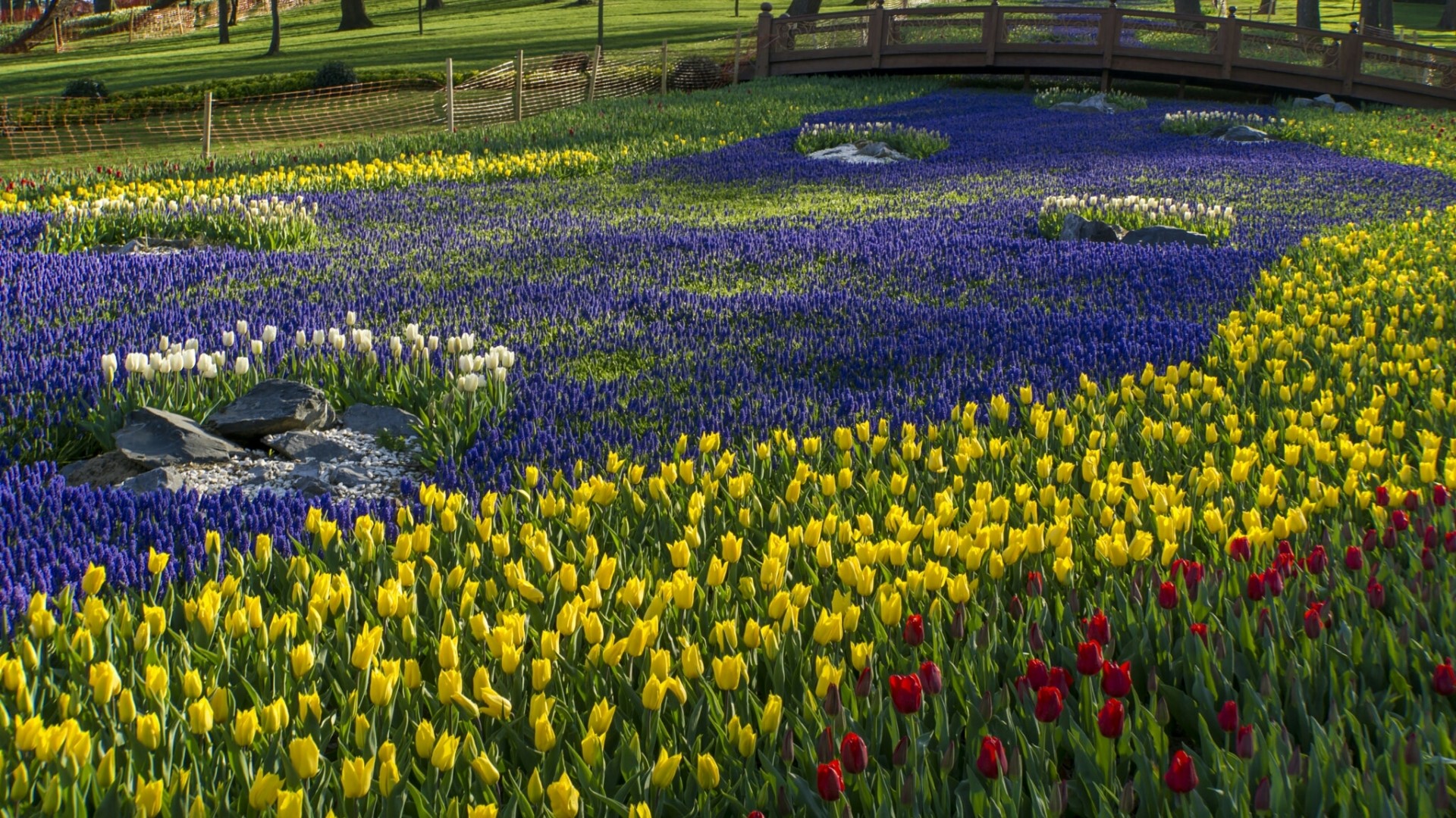 Flower field with tulips and muscari HD Wallpaper