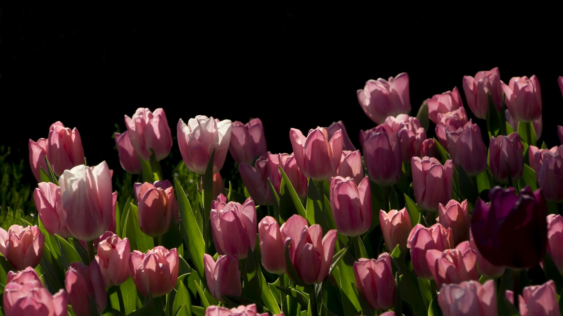 Pink and purple tulips against a black background HD Wallpaper