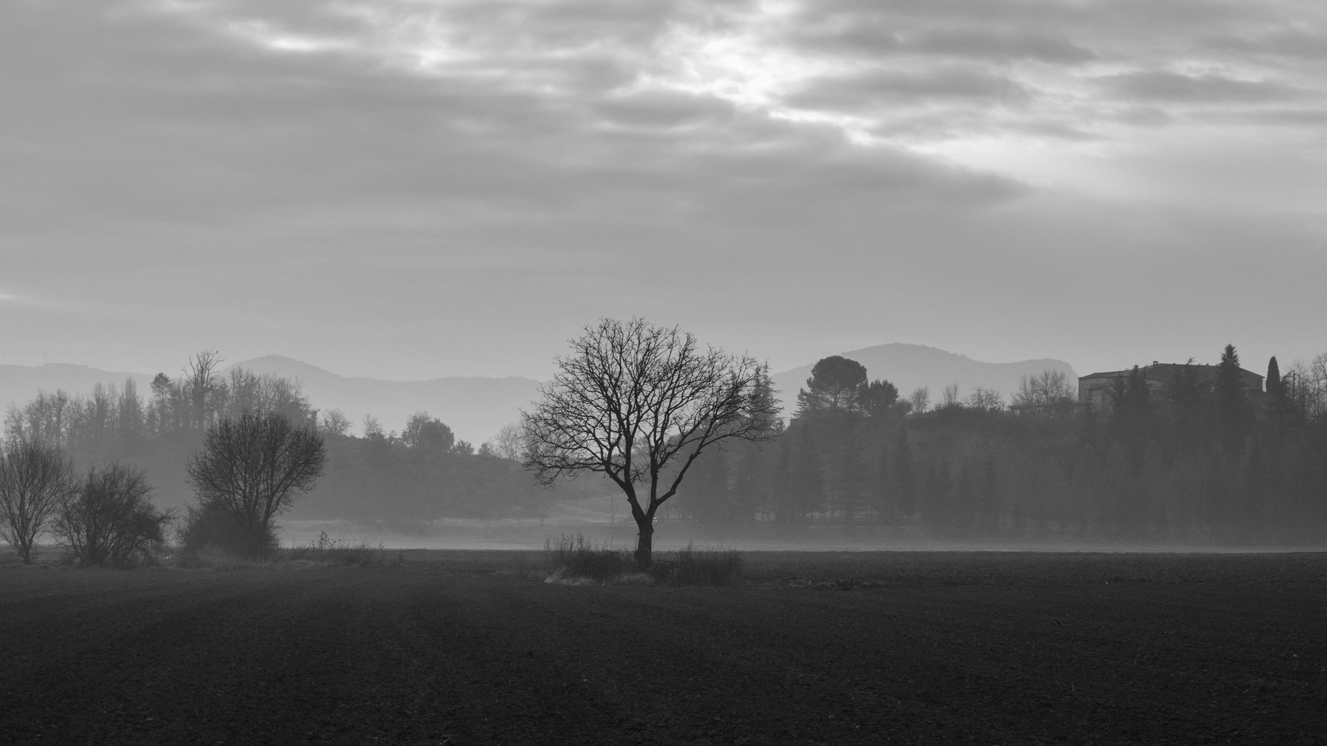 Bare tree in a misty field with distant hills HD Wallpaper