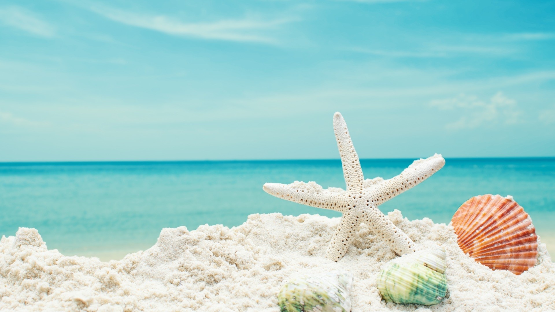 Starfish and seashells on a sandy beach with ocean background HD Wallpaper