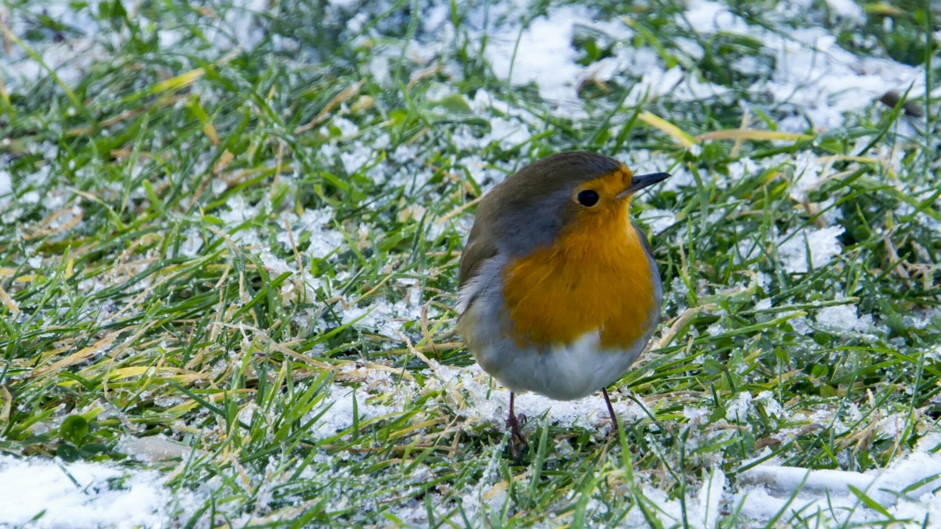 Robin bird on snowy grass HD Wallpaper