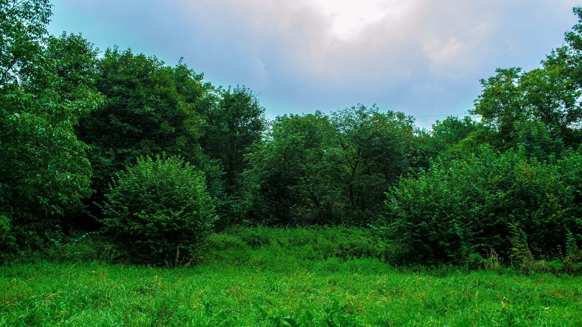Green forest with a cloudy sky HD Wallpaper