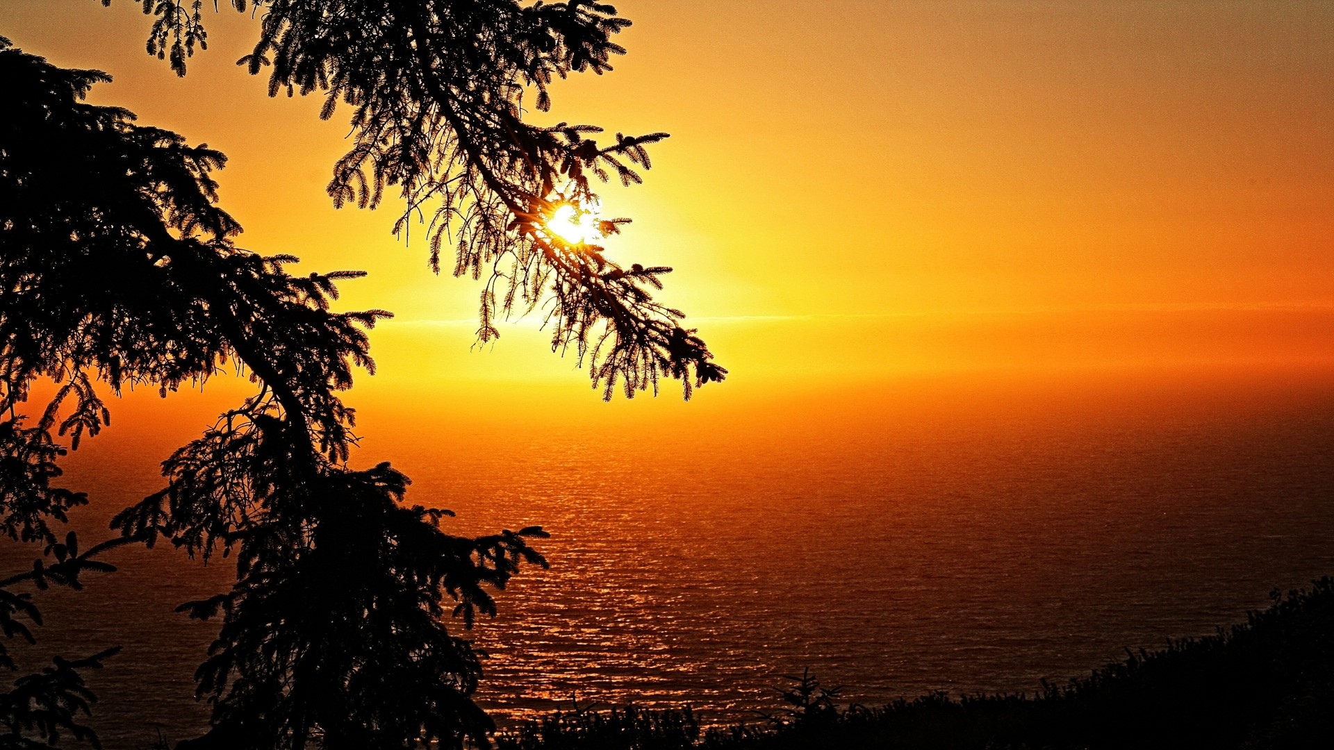 Sunset over the ocean with tree branches HD Wallpaper