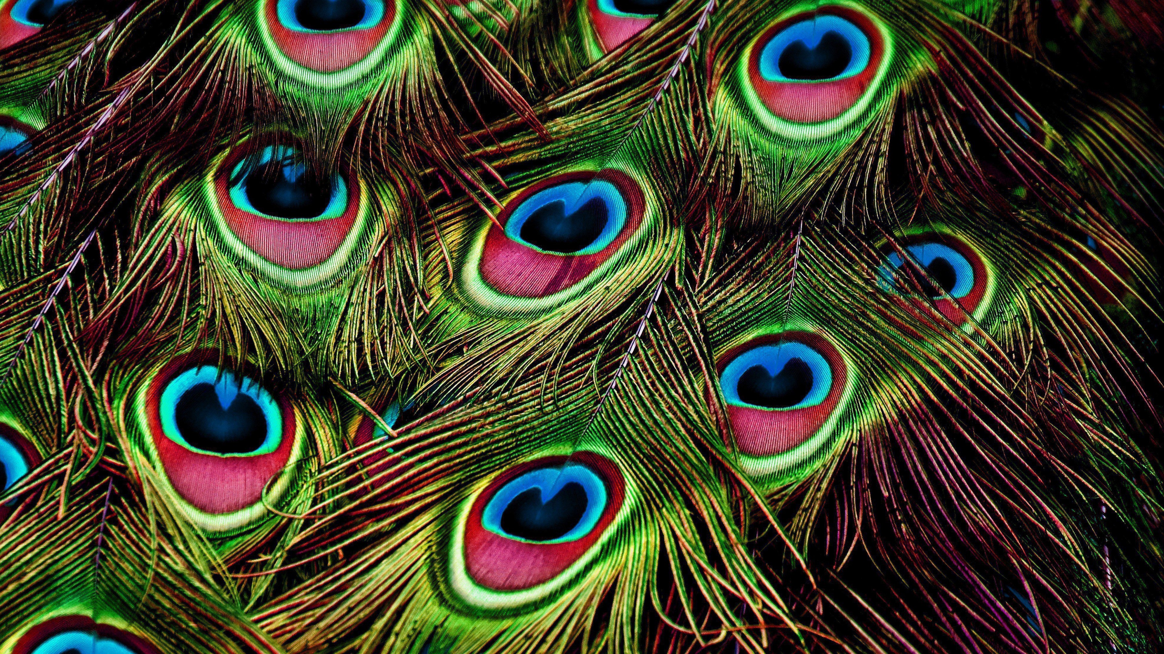4K Peacock Feathers HD Wallpaper