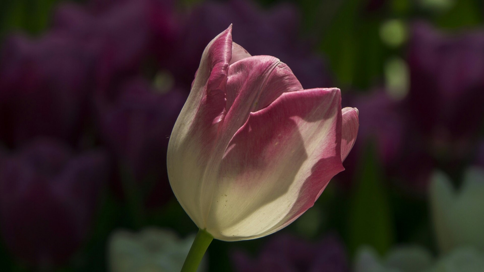 Pink and white tulip flower HD Wallpaper