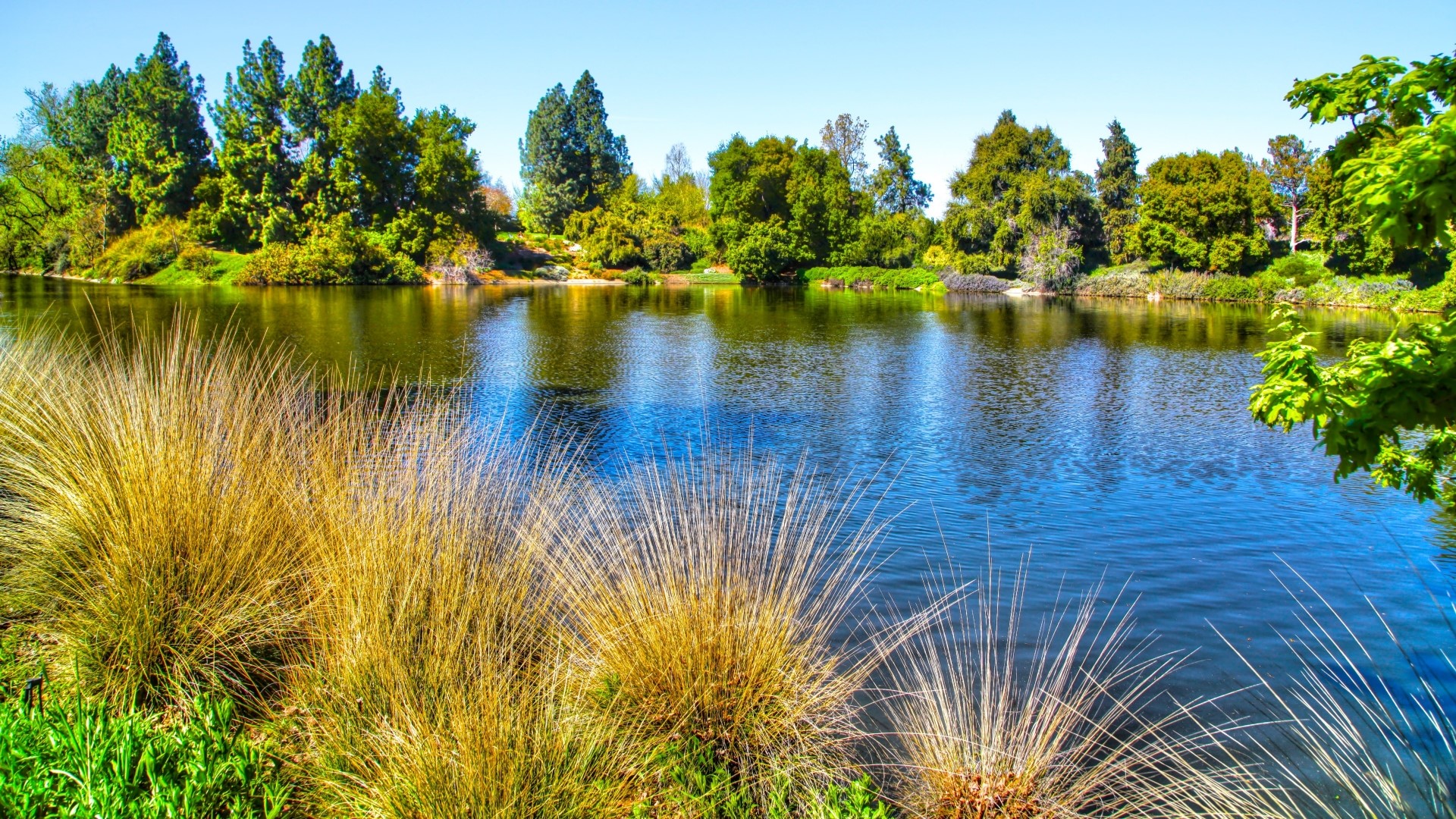 Lake with trees and grass HD Wallpaper