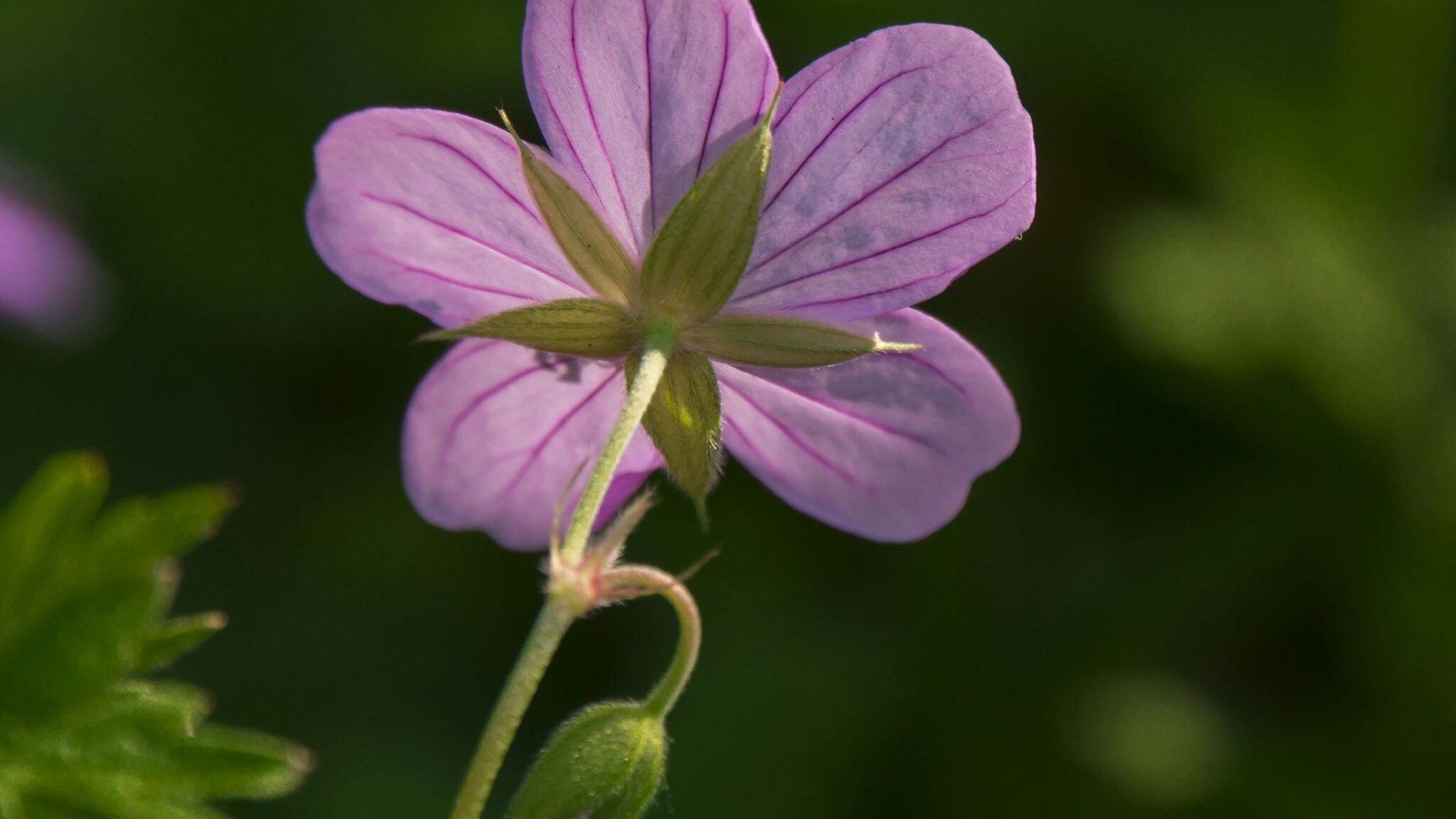 Close-up of a purple flower from below HD Wallpaper