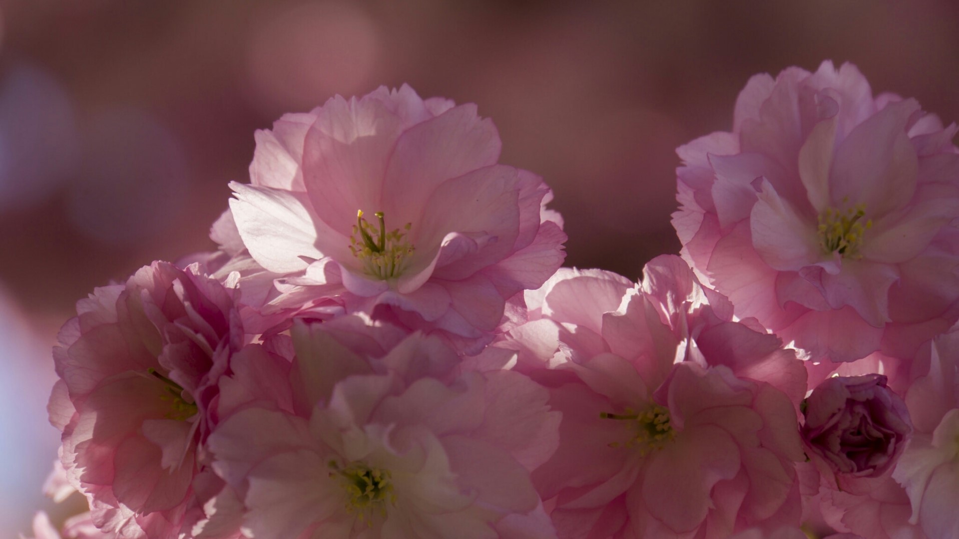 Pink Cherry Blossoms HD Wallpaper