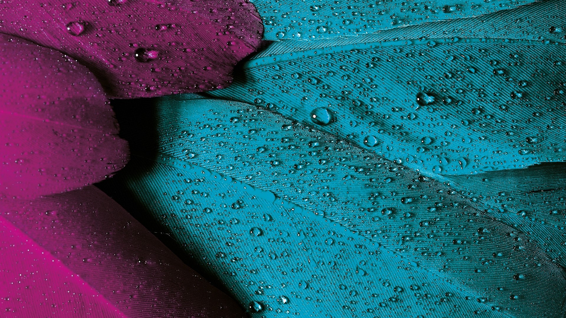 Close-up of Wet Feathers HD Wallpaper