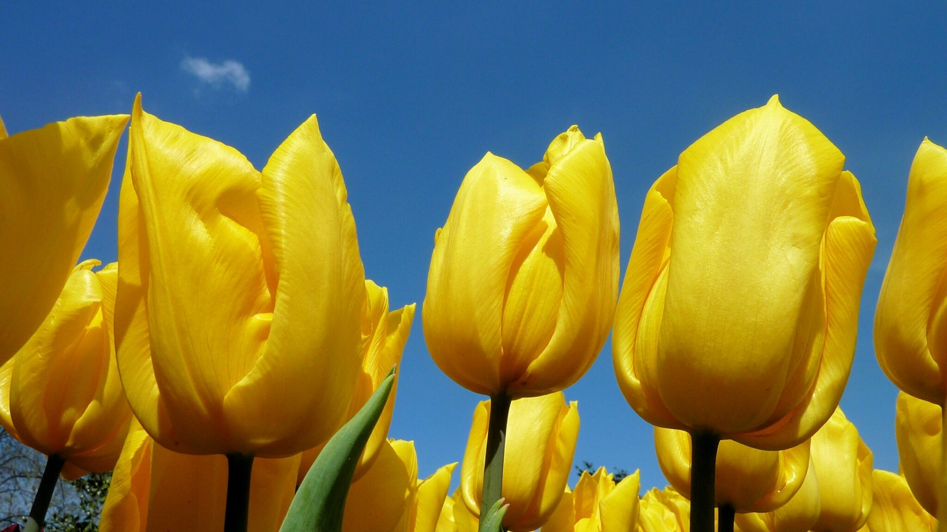 Yellow Tulips Against Blue Sky HD Wallpaper