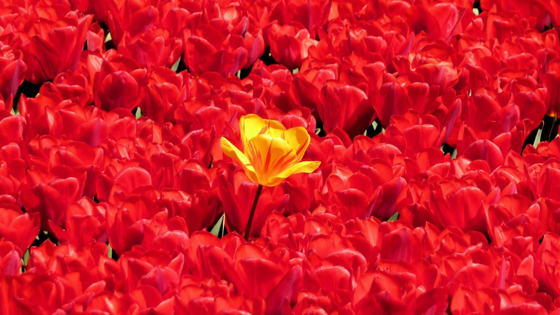 A single yellow tulip stands out among a field of red tulips HD Wallpaper