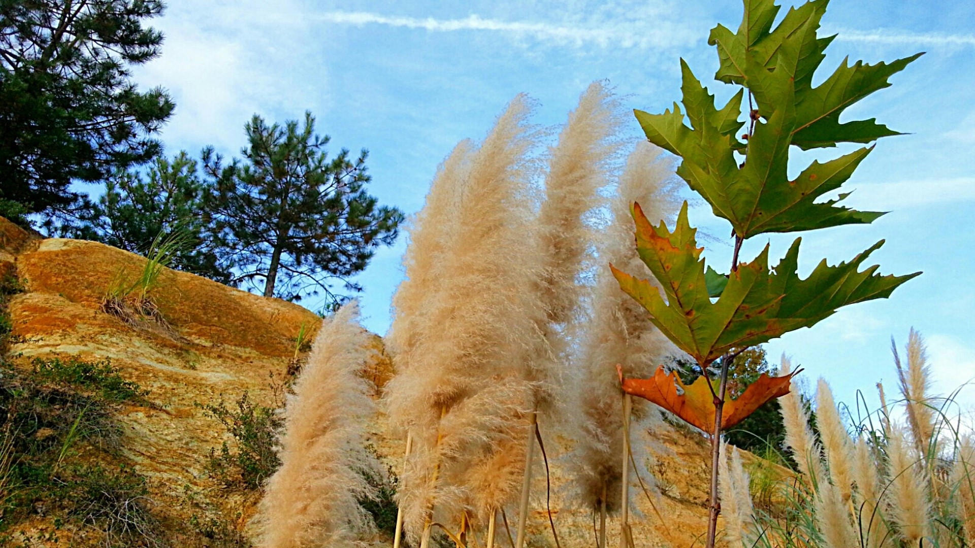 Pampas grass and maple leaves against blue sky HD Wallpaper