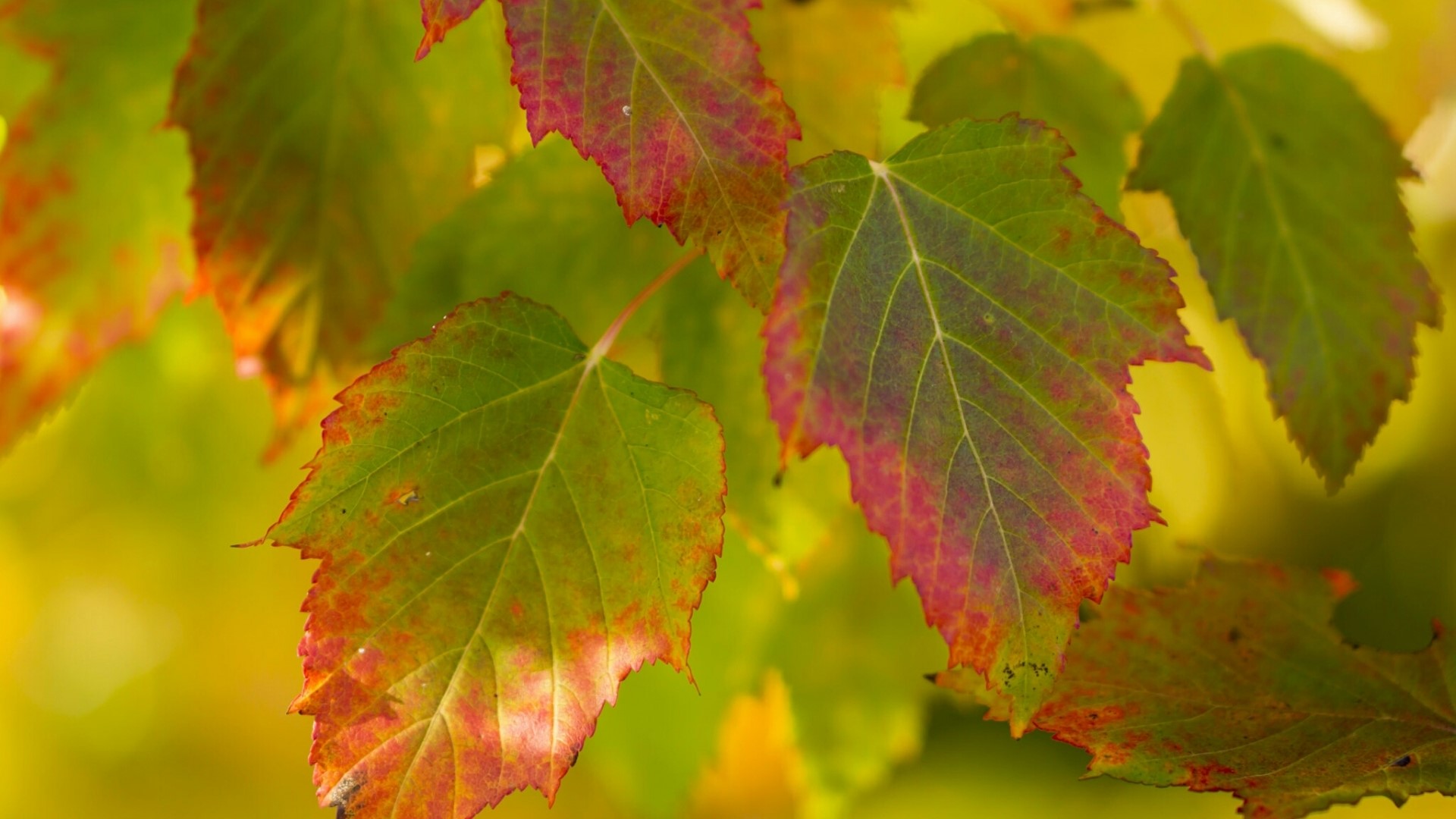 Autumn leaves with red and green colors HD Wallpaper