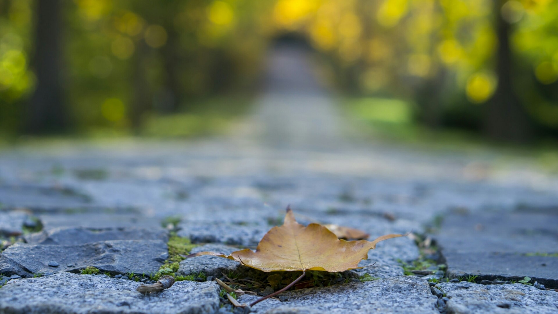 Fallen leaf on a cobblestone path in autumn HD Wallpaper