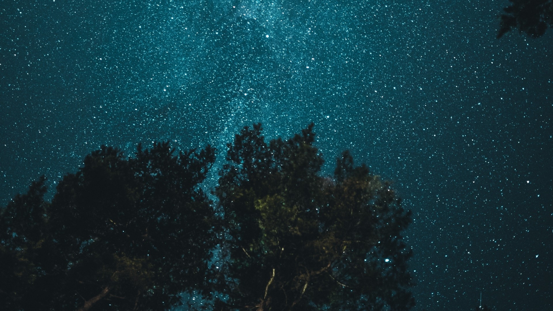 Starry night sky over trees HD Wallpaper