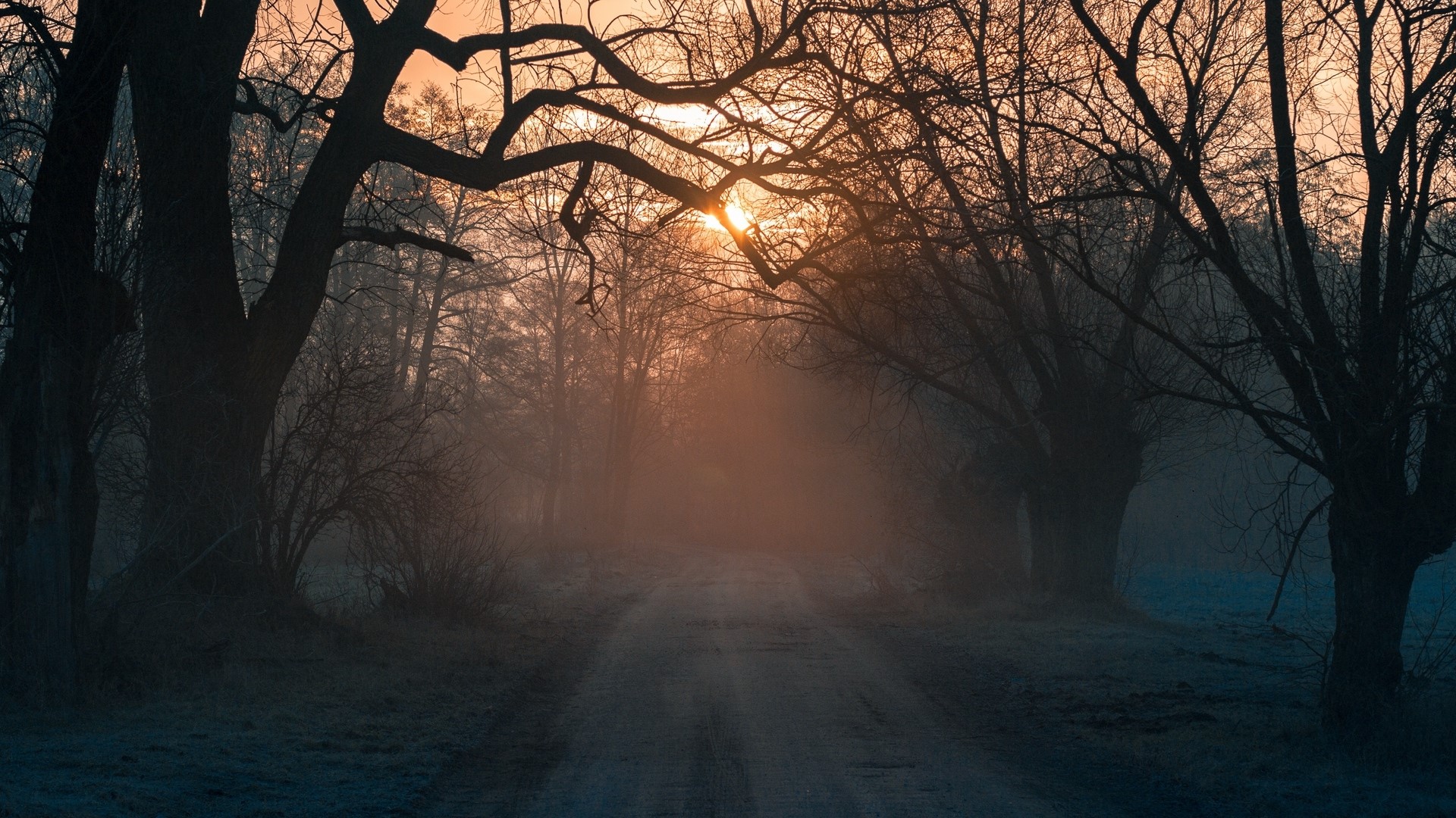 Misty forest road at sunrise HD Wallpaper