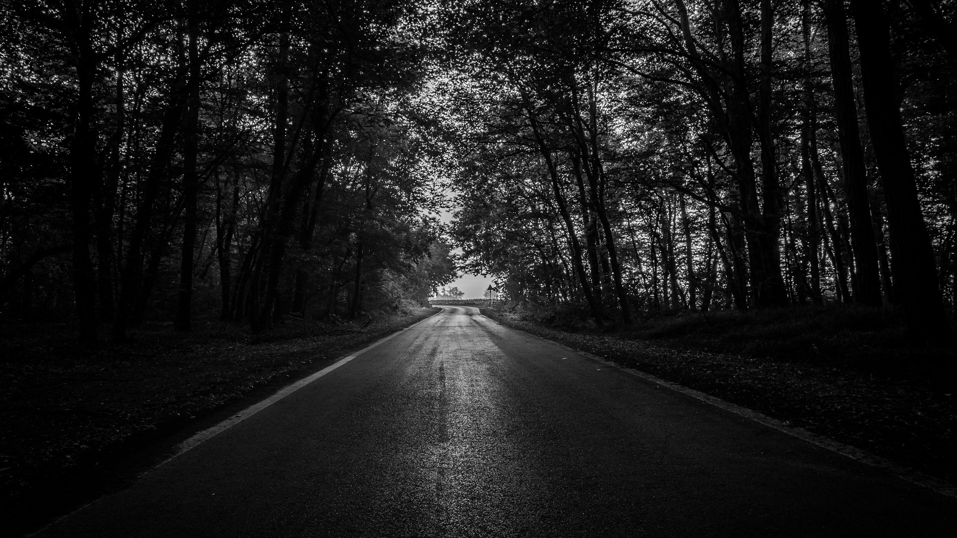 A dark, wet road through a forest HD Wallpaper