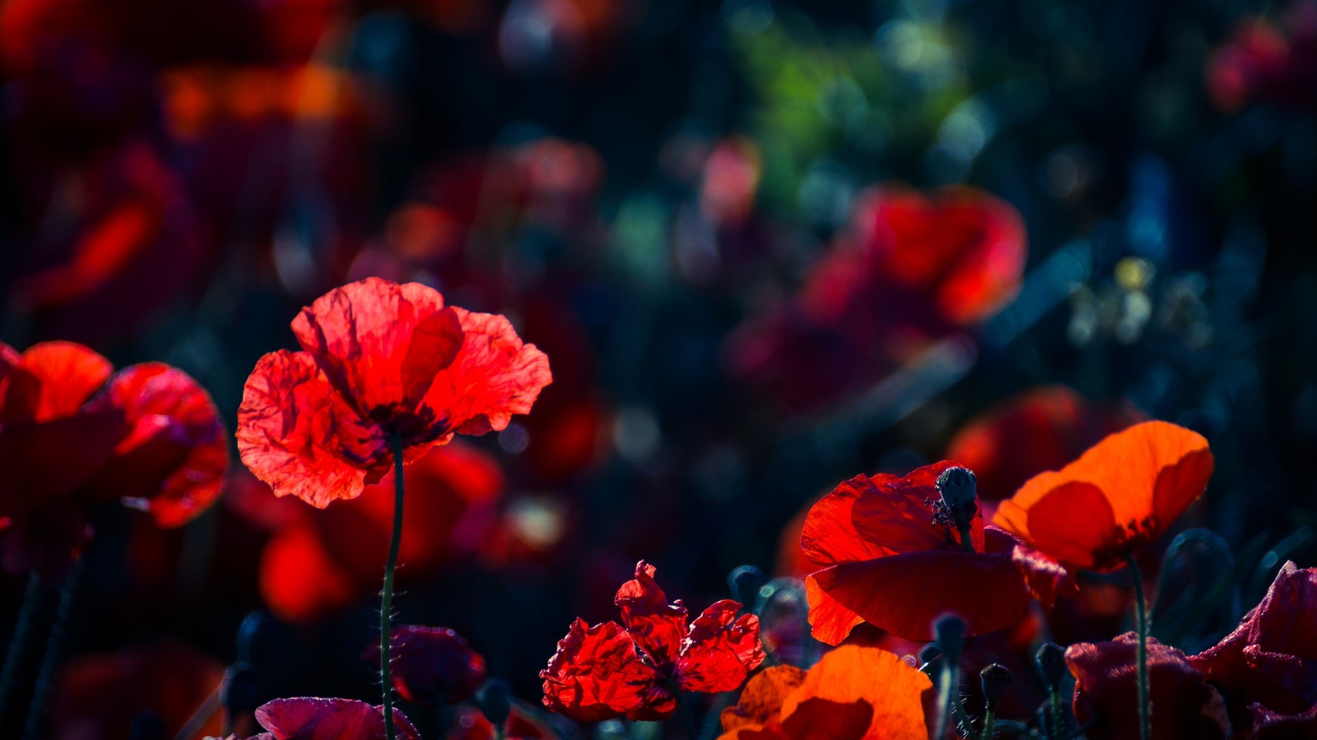 Red Poppies in a Field HD Wallpaper