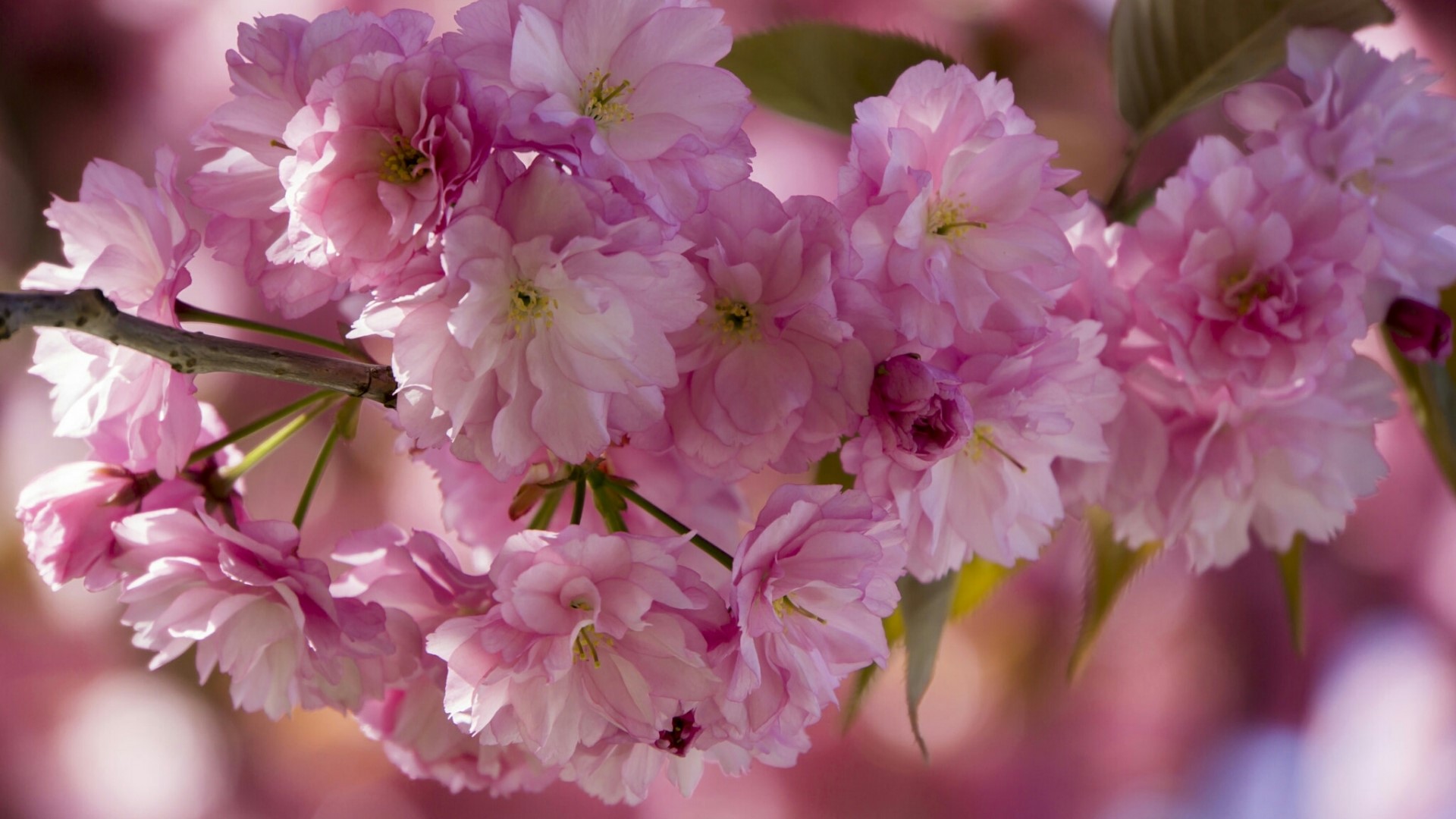 Pink Cherry Blossoms on a Branch HD Wallpaper