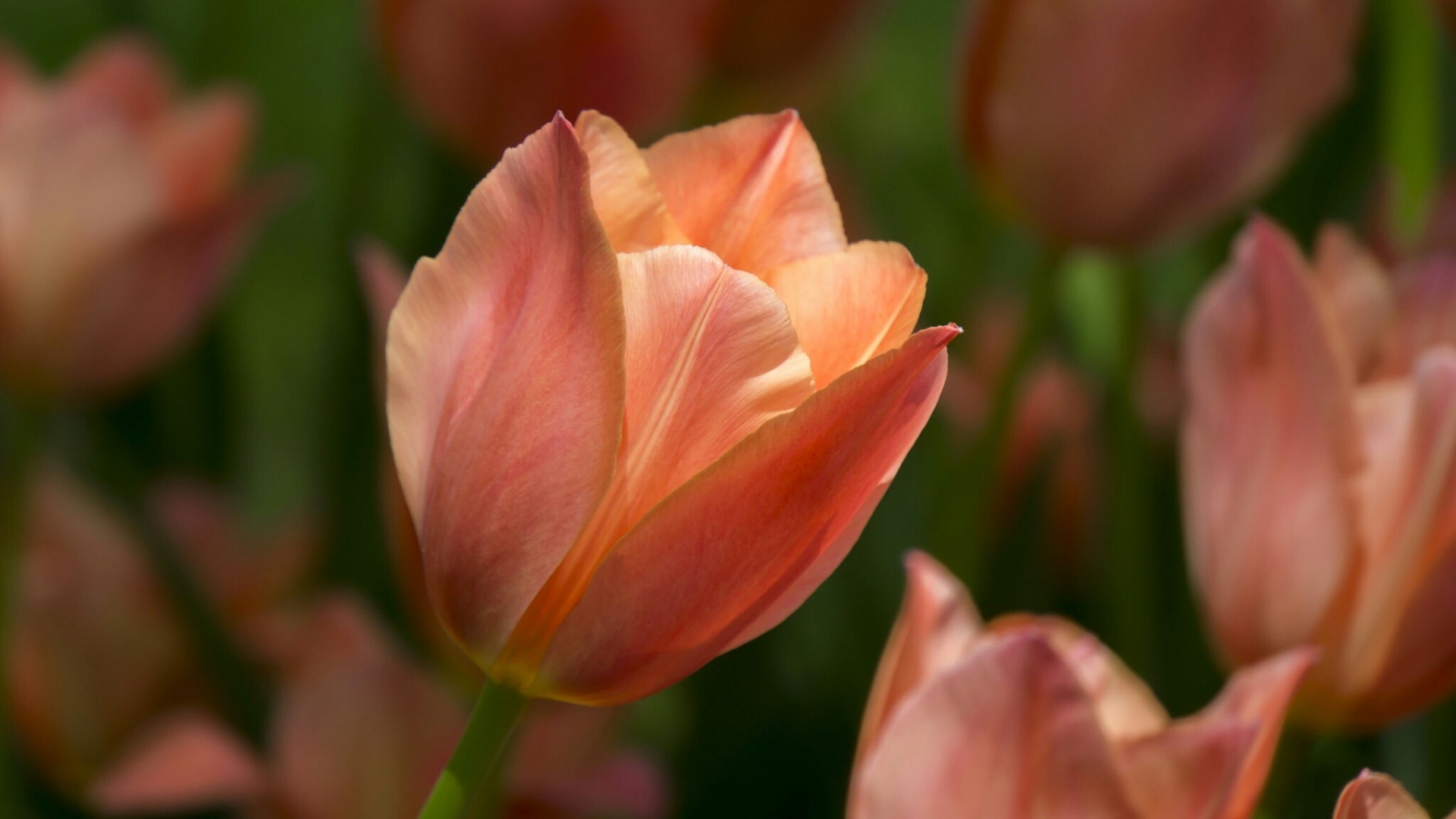 Close-up of a peach tulip in a field HD Wallpaper