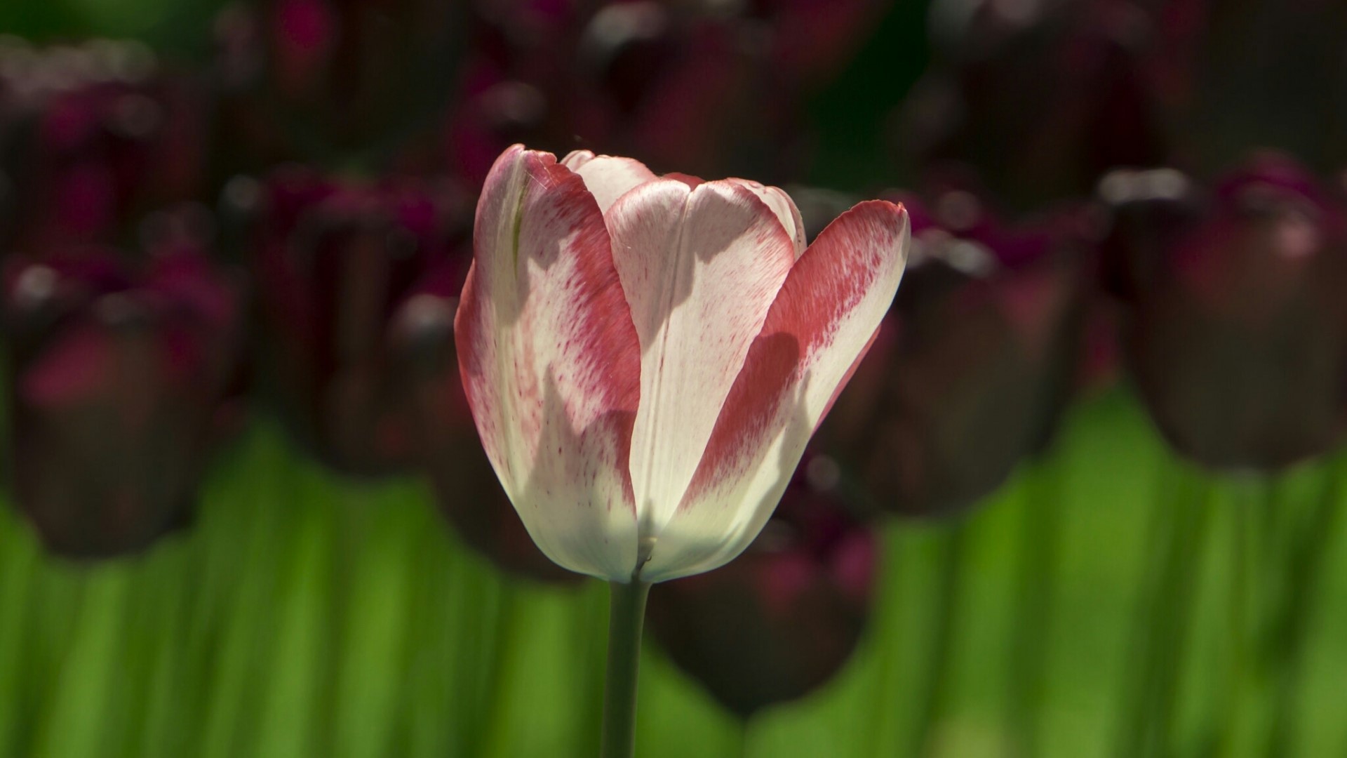 White and red tulip in a field of dark tulips HD Wallpaper