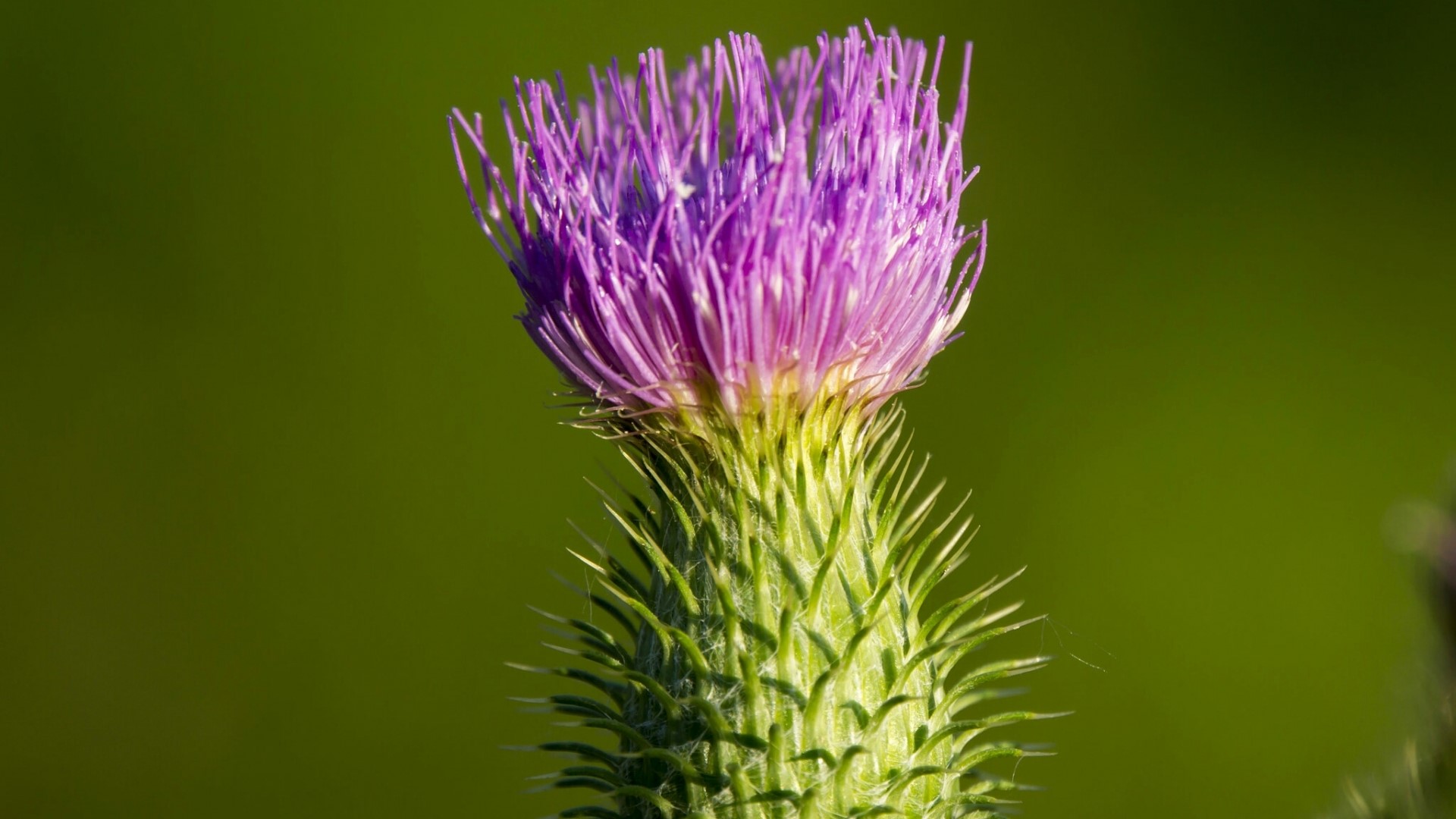 Purple Thistle Flower with Green Spiky Stem HD Wallpaper
