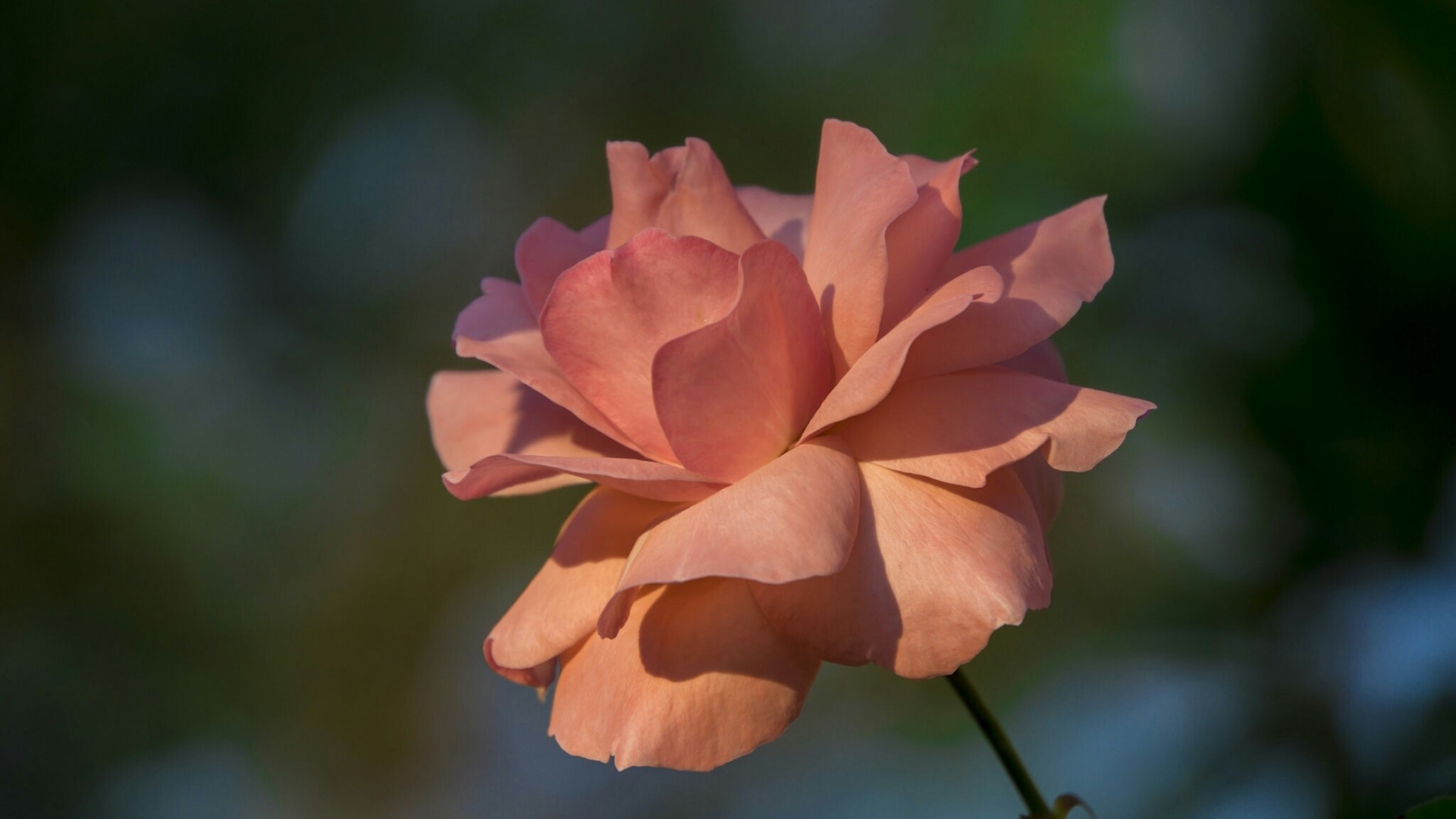 Close-up of a peach rose HD Wallpaper