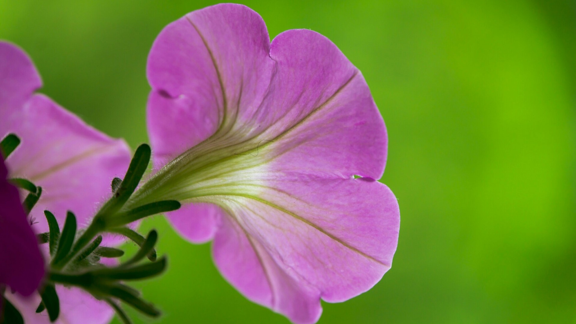 Close-up of a pink petunia flower HD Wallpaper