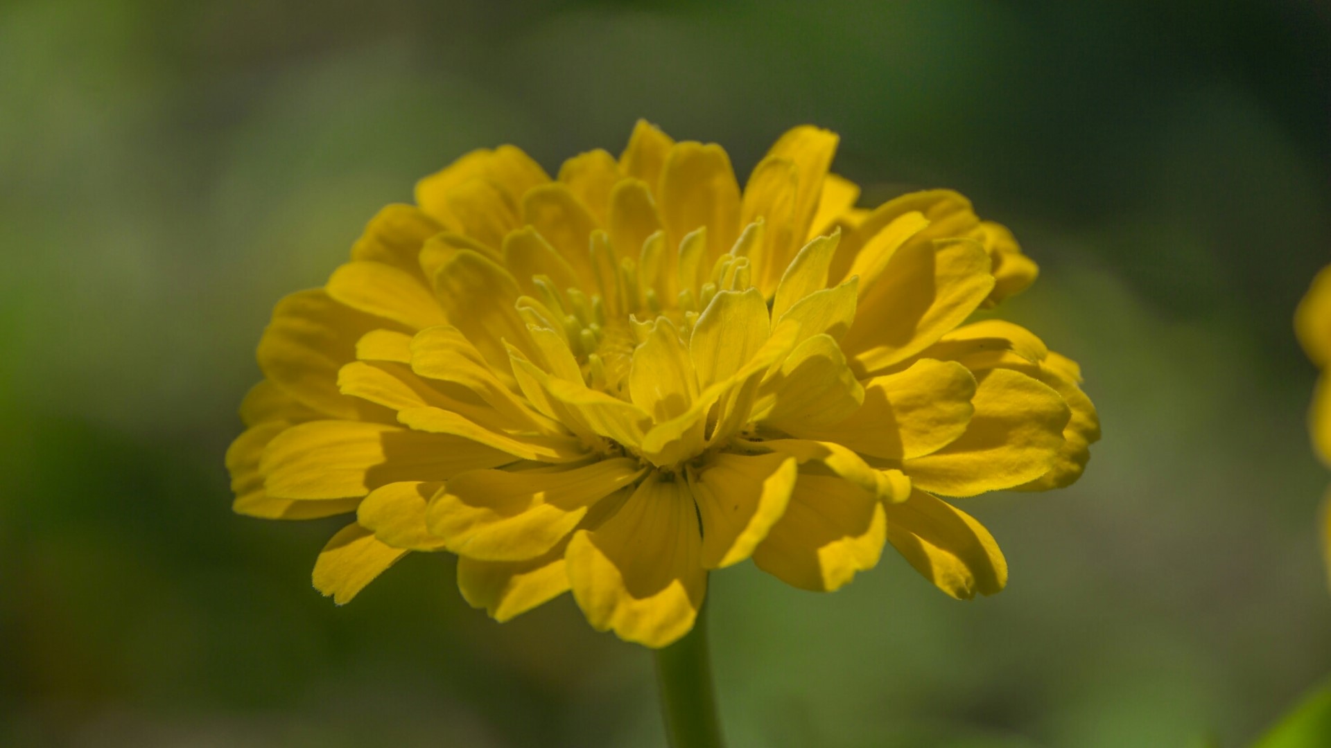Yellow Zinnia Flower HD Wallpaper