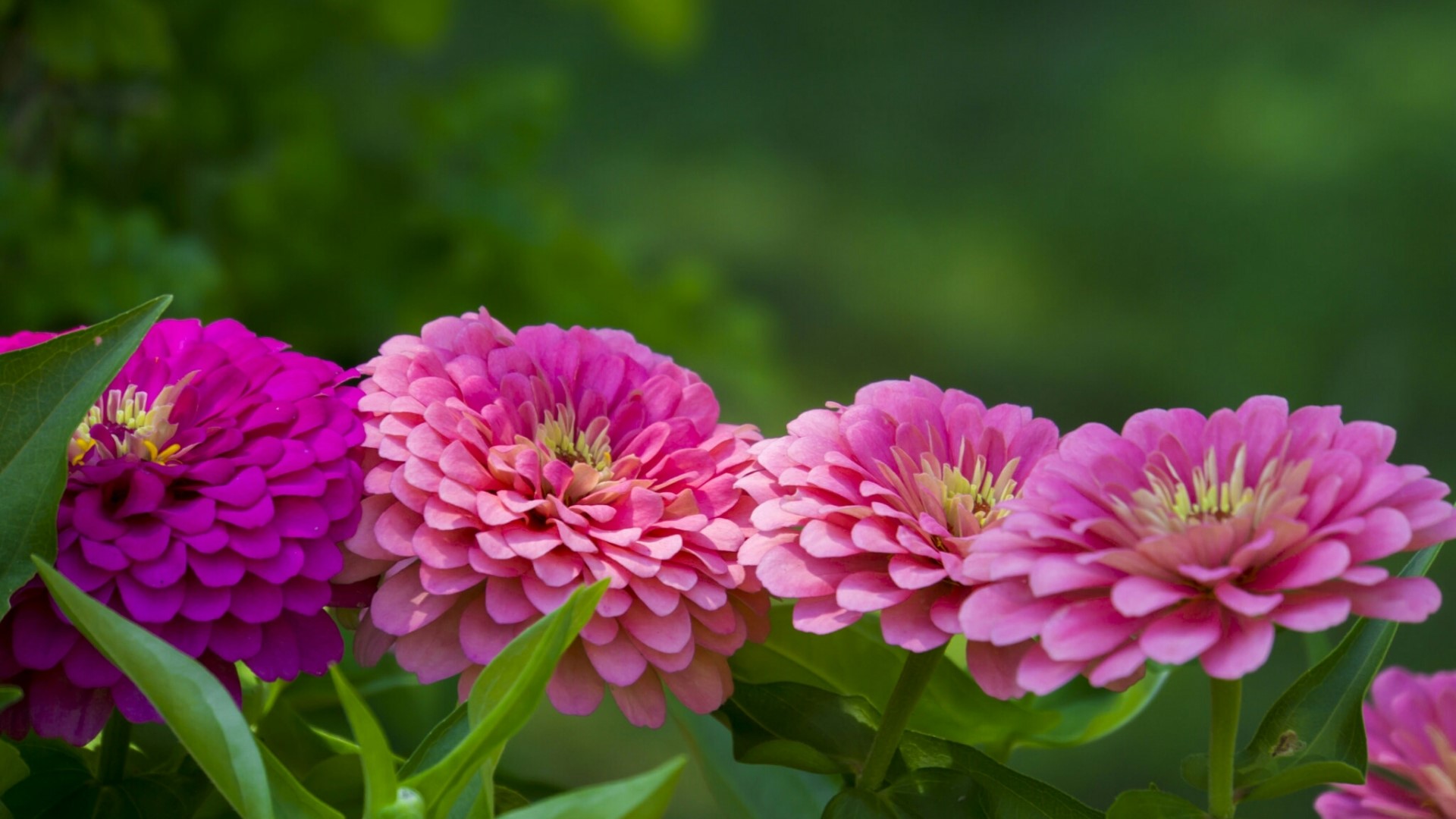 Pink and purple Zinnias in bloom HD Wallpaper