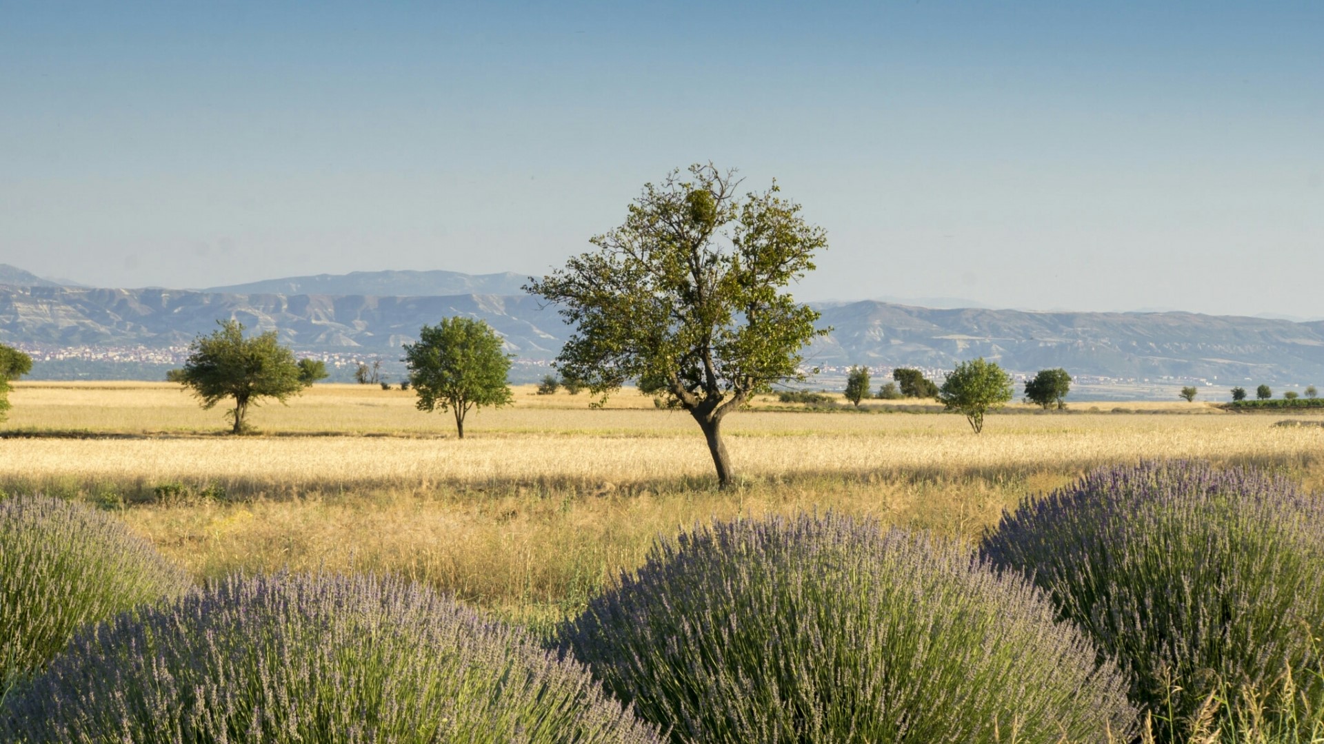 Lavender field with trees and mountains HD Wallpaper