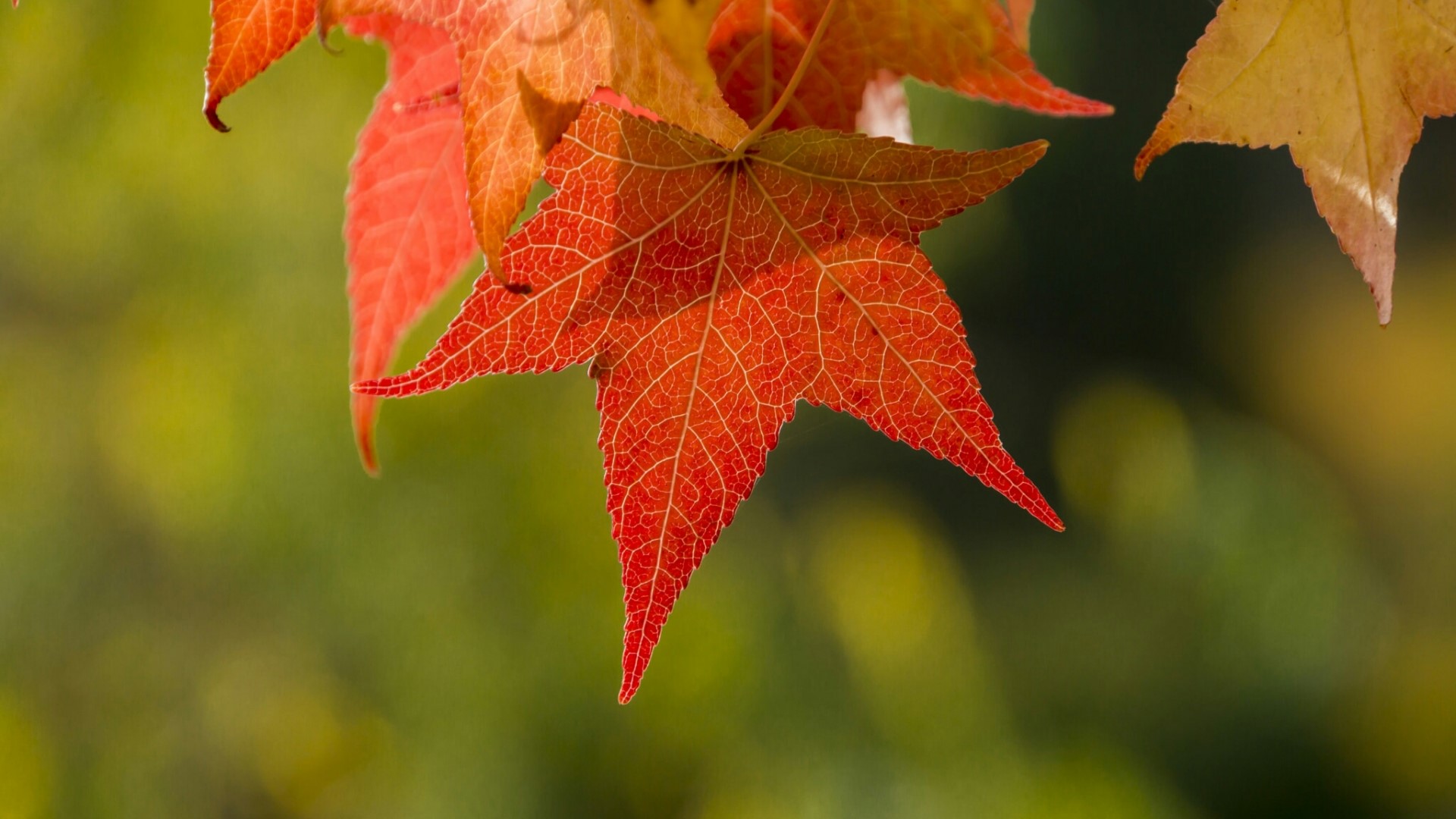 Autumn leaves in red and yellow HD Wallpaper