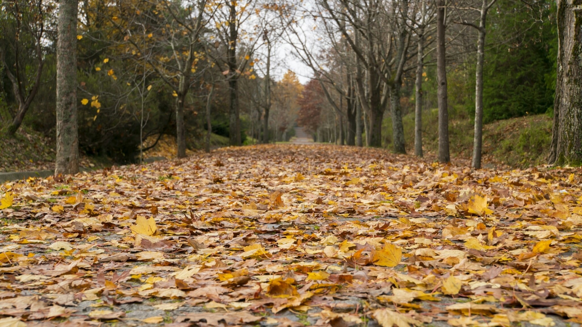 Autumn path covered in fallen leaves HD Wallpaper