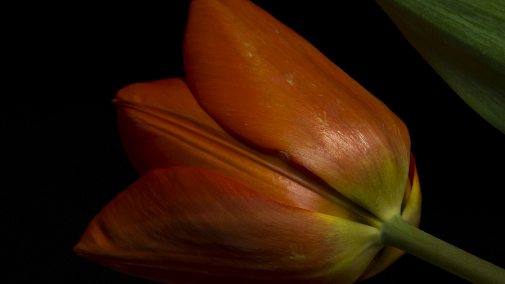 Orange Tulip Flower HD Wallpaper