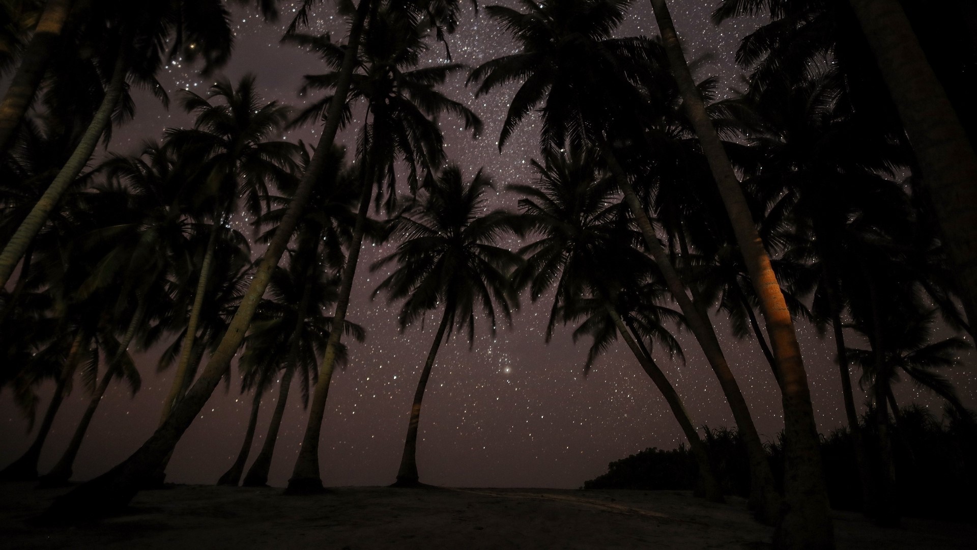 Palm trees under a starry night sky HD Wallpaper