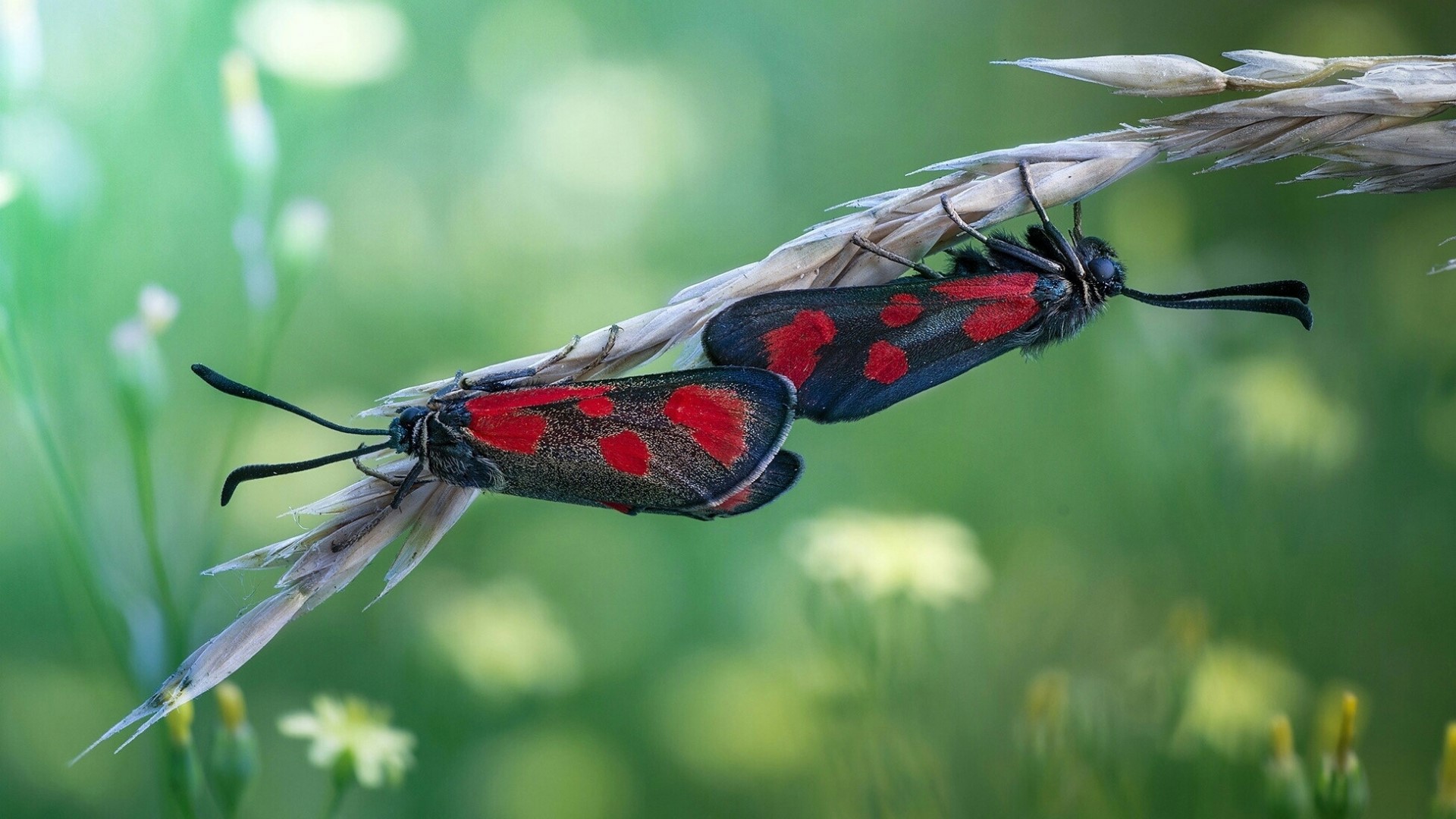 Two Moths on a Plant Stem HD Wallpaper