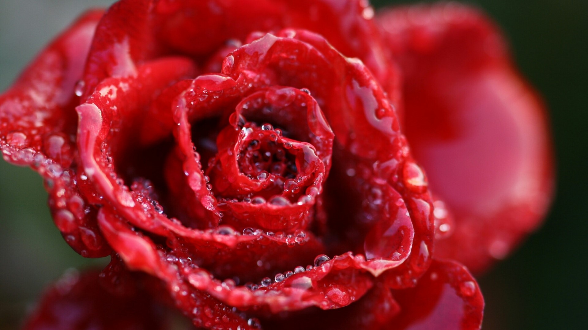Close-up of a red rose with water droplets HD Wallpaper