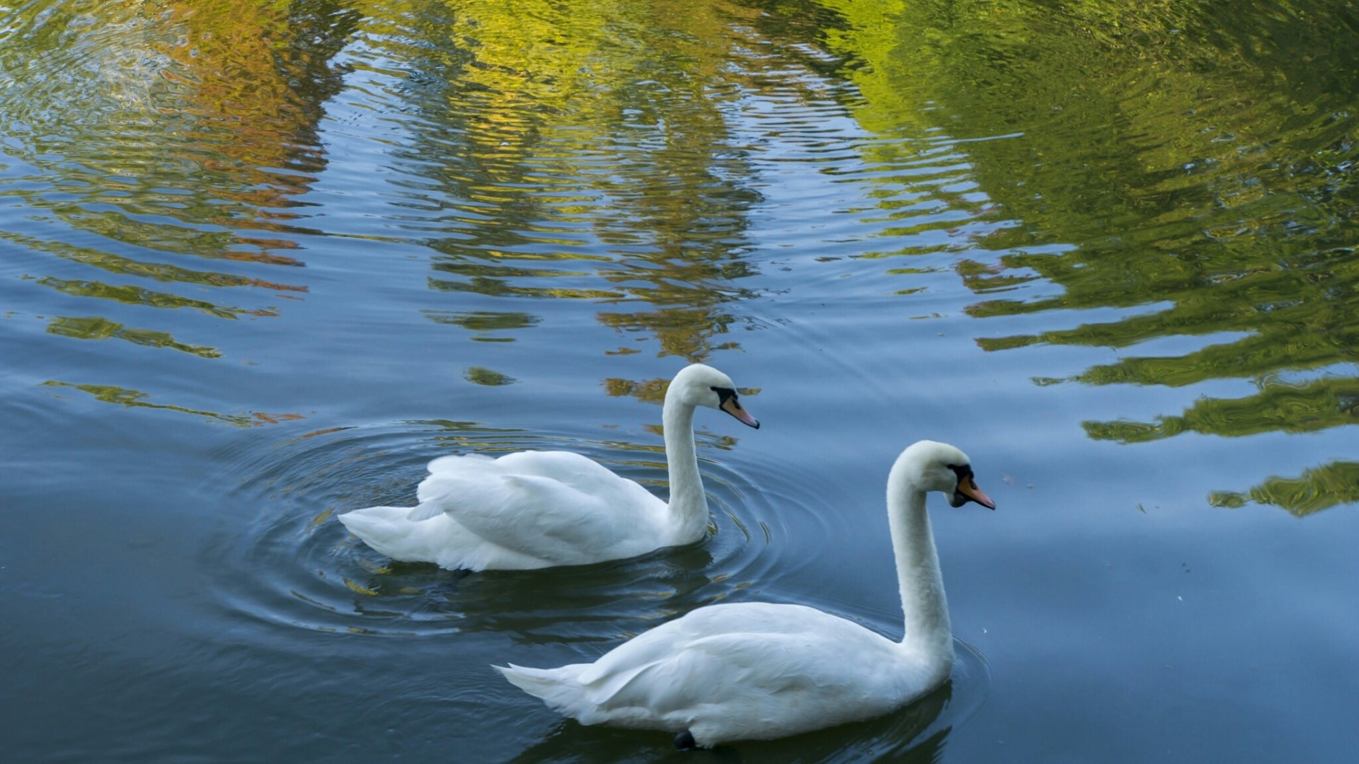 Two Swans on a Lake HD Wallpaper
