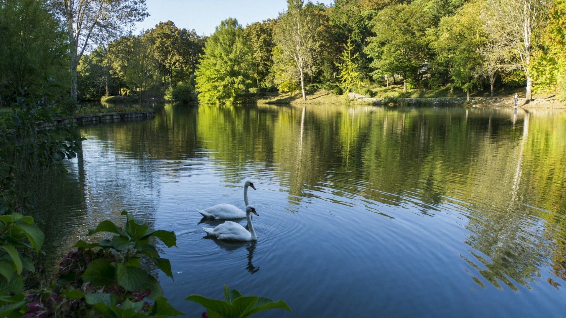Two swans swimming in a lake with trees in the background HD Wallpaper
