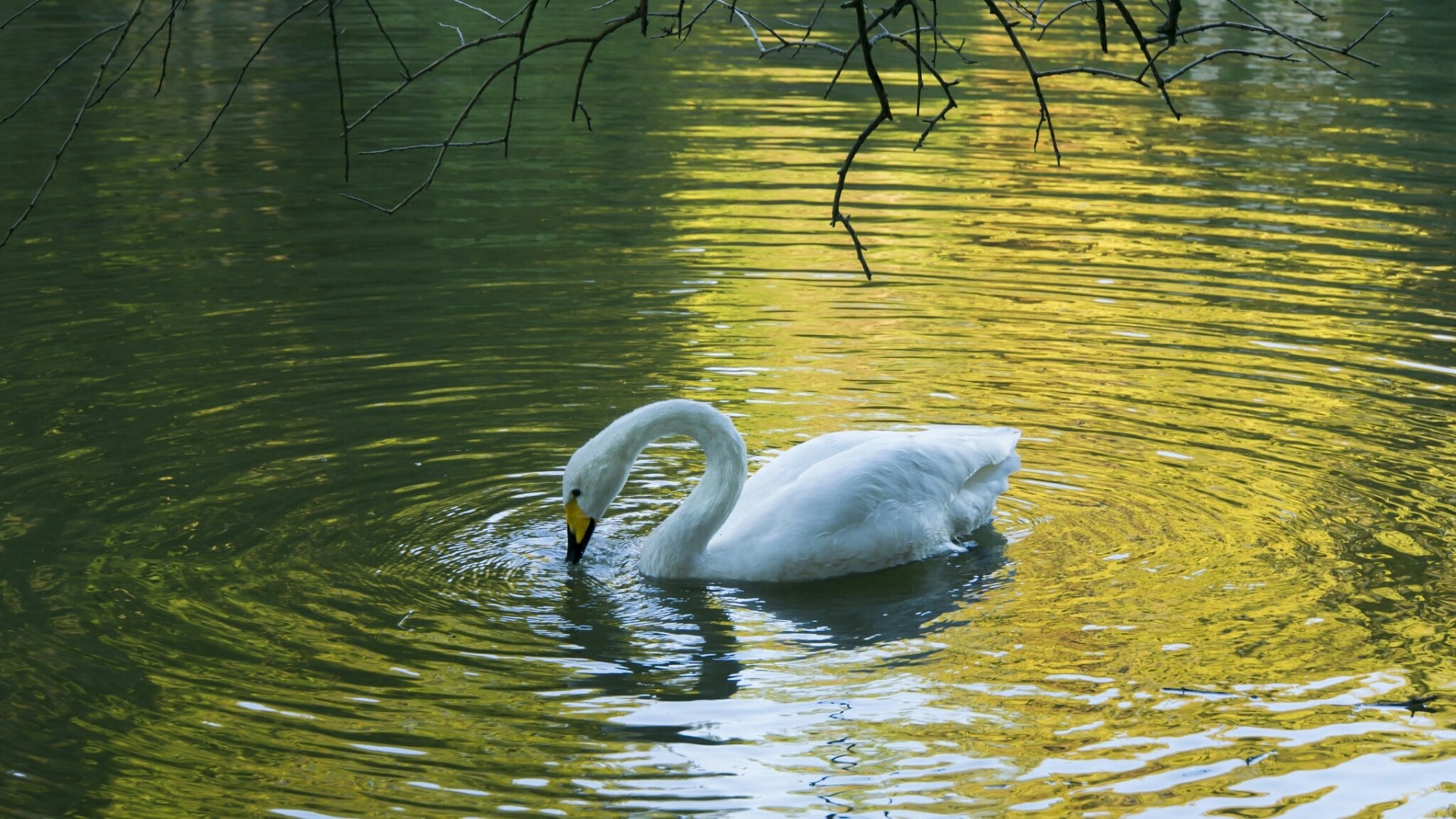 White swan swimming in a lake HD Wallpaper