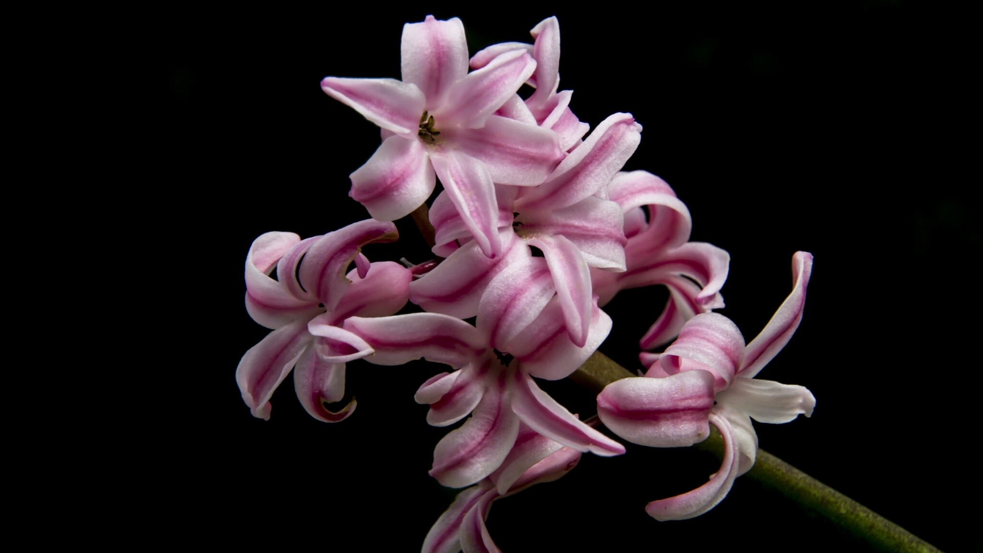 Pink and white hyacinths on black background HD Wallpaper