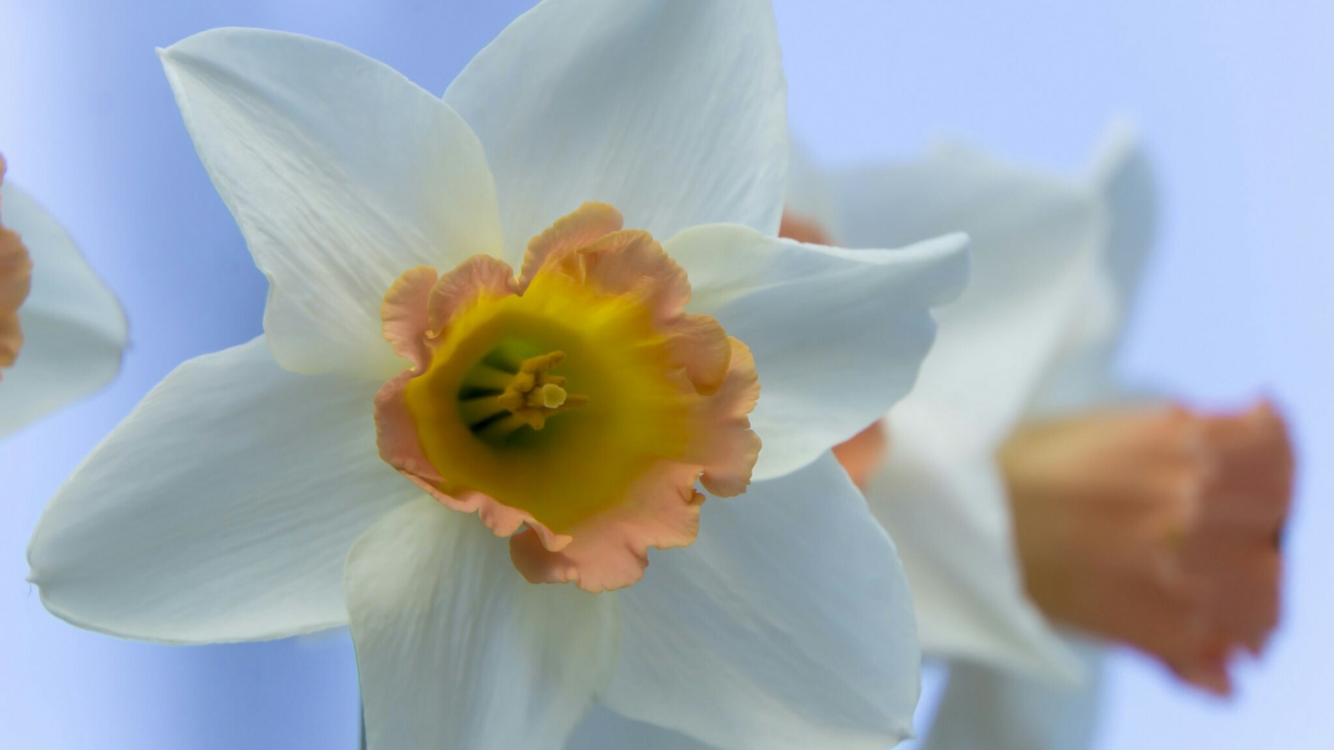 Close-up of white and orange daffodils HD Wallpaper