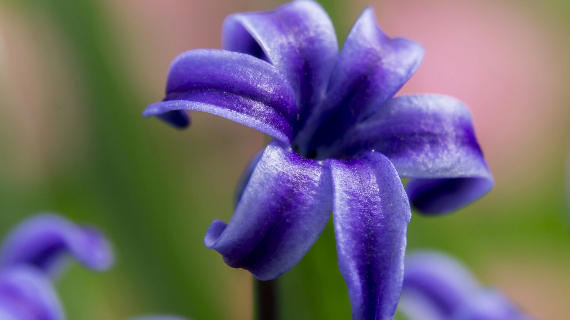 Close-up of a purple hyacinth flower HD Wallpaper