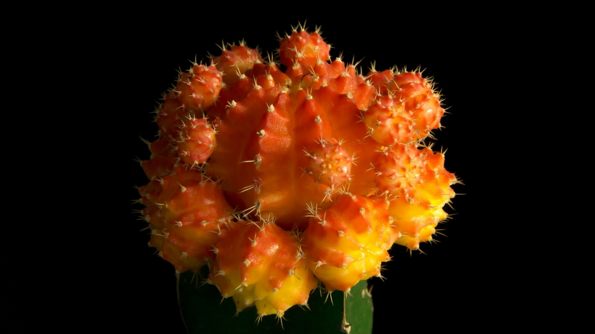 Orange and yellow grafted cactus HD Wallpaper