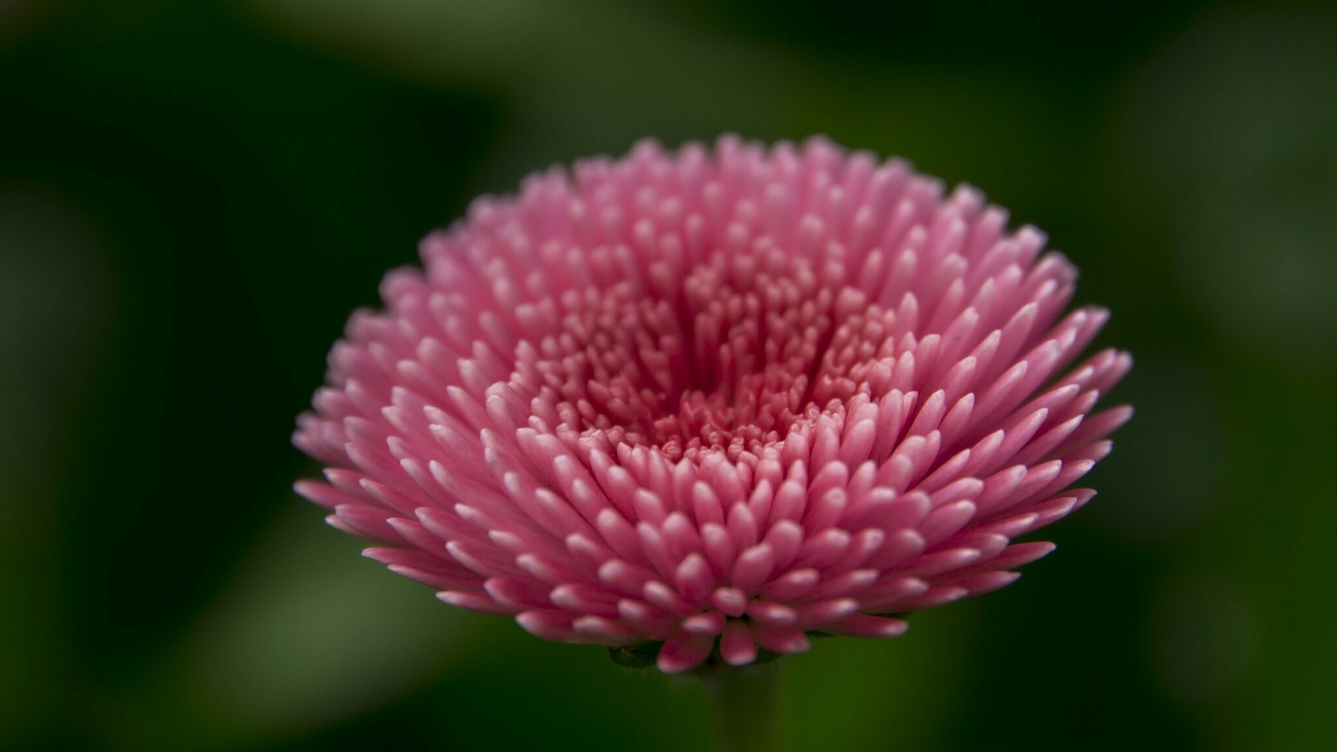 Pink Daisy Flower HD Wallpaper