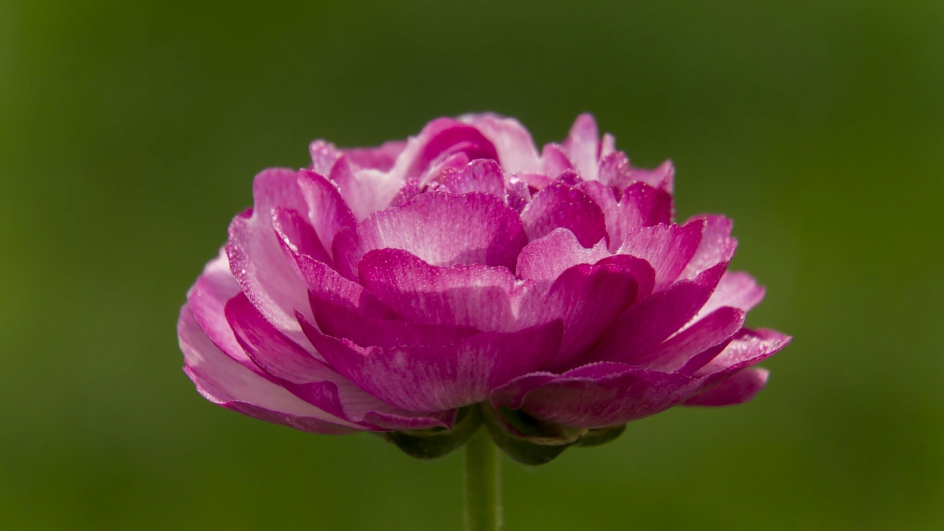 Close-up of a pink and white ranunculus flower HD Wallpaper