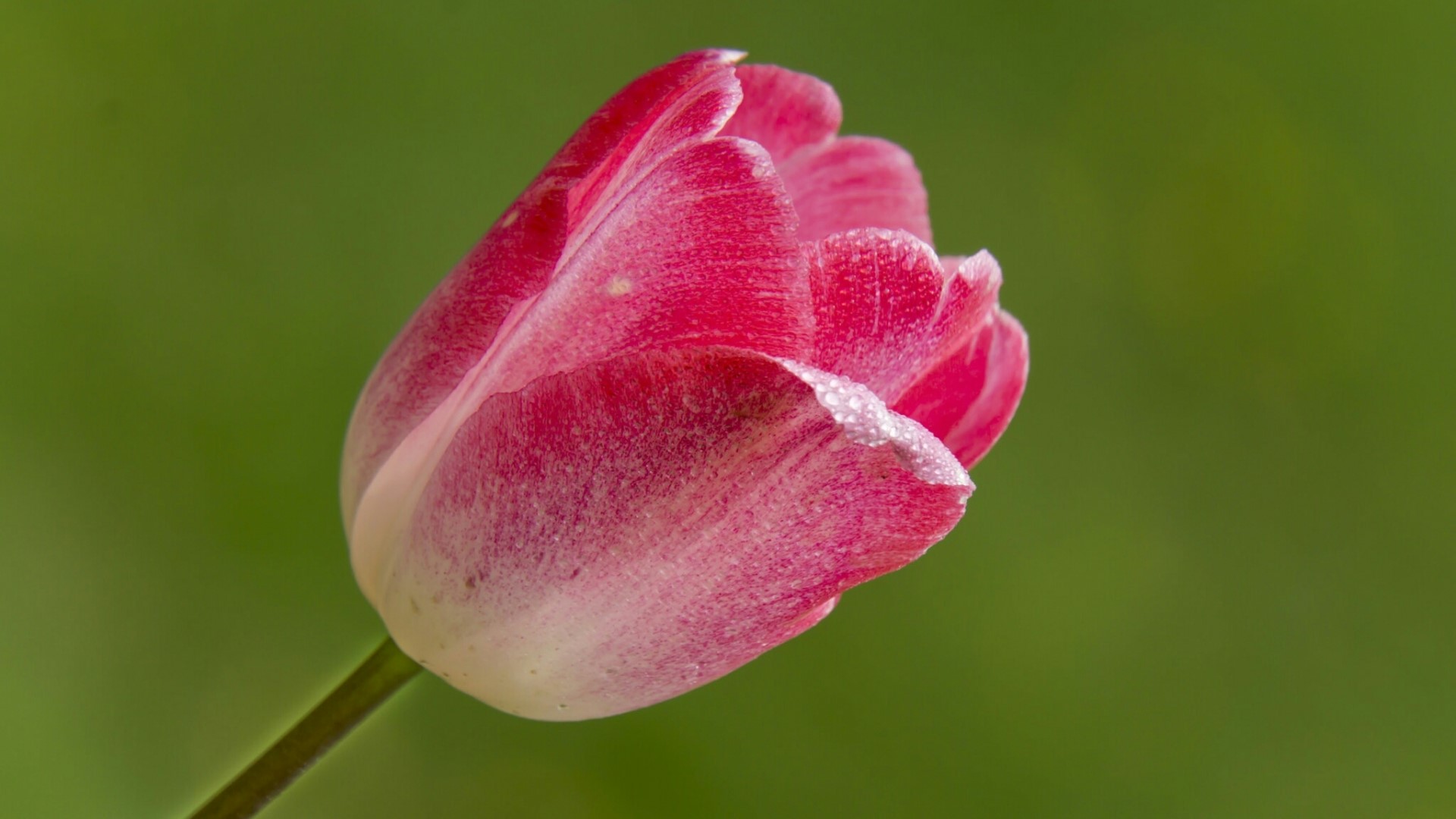 Pink Tulip with Dewdrops HD Wallpaper