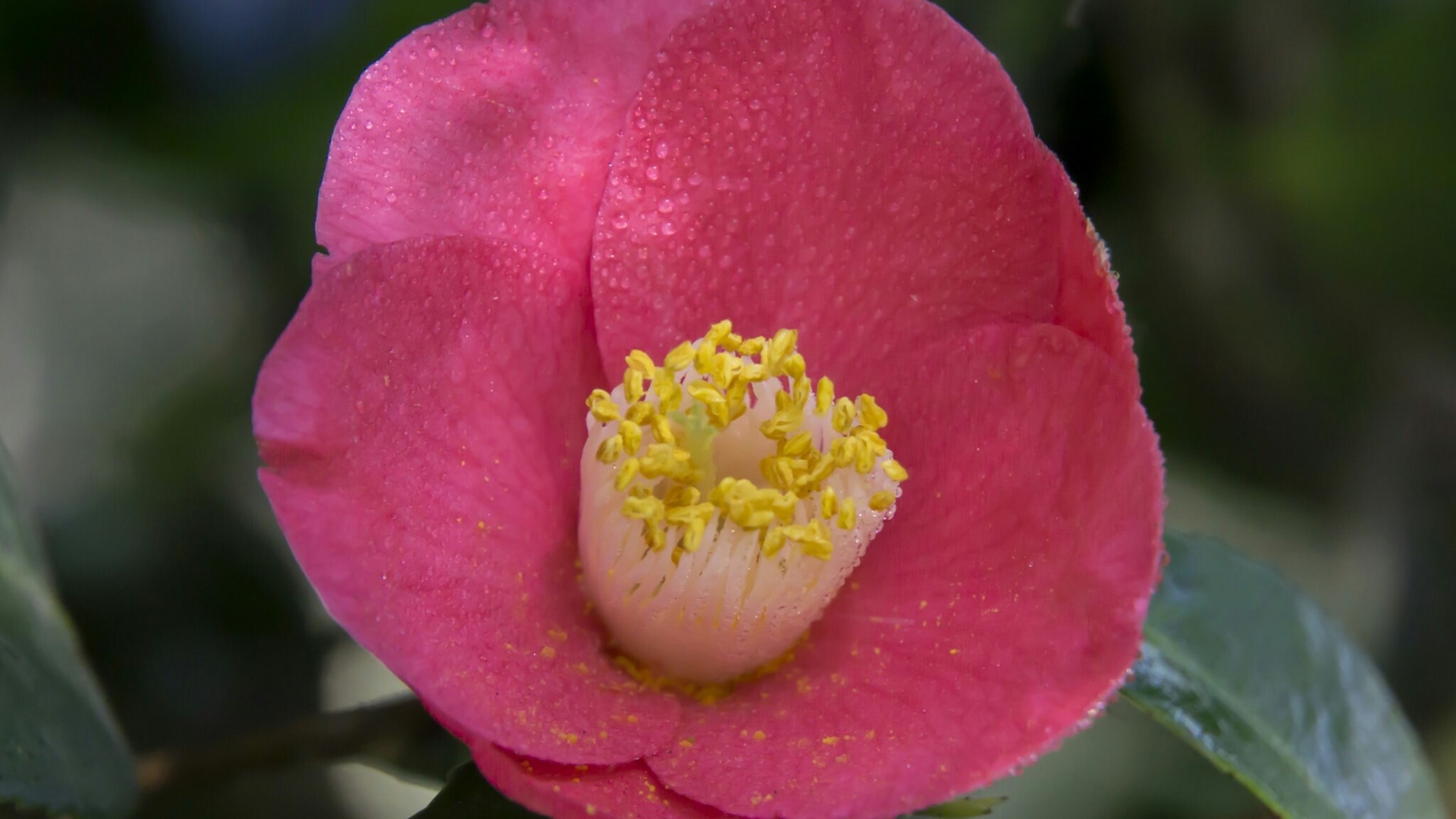 Pink Camellia flower with water droplets HD Wallpaper