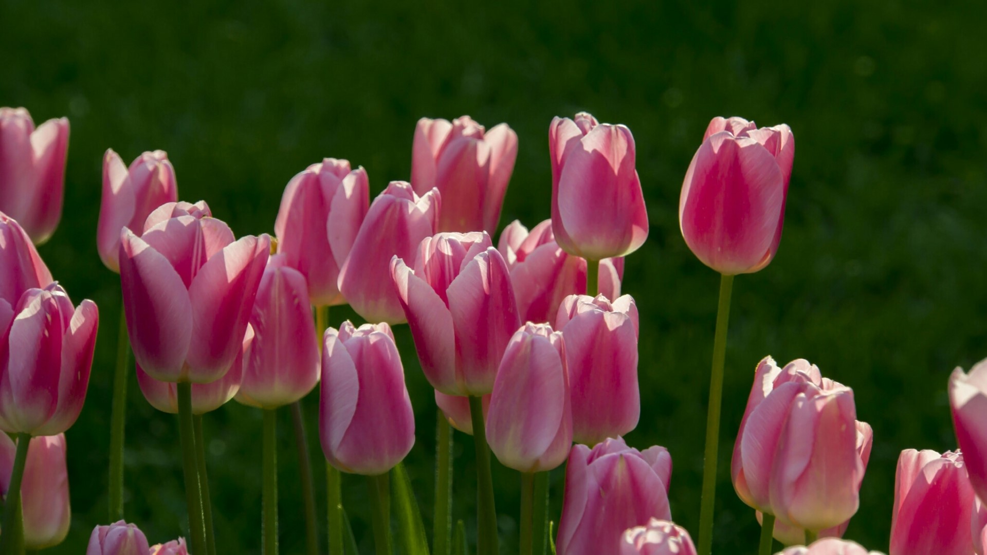 Pink Tulips in a Field HD Wallpaper