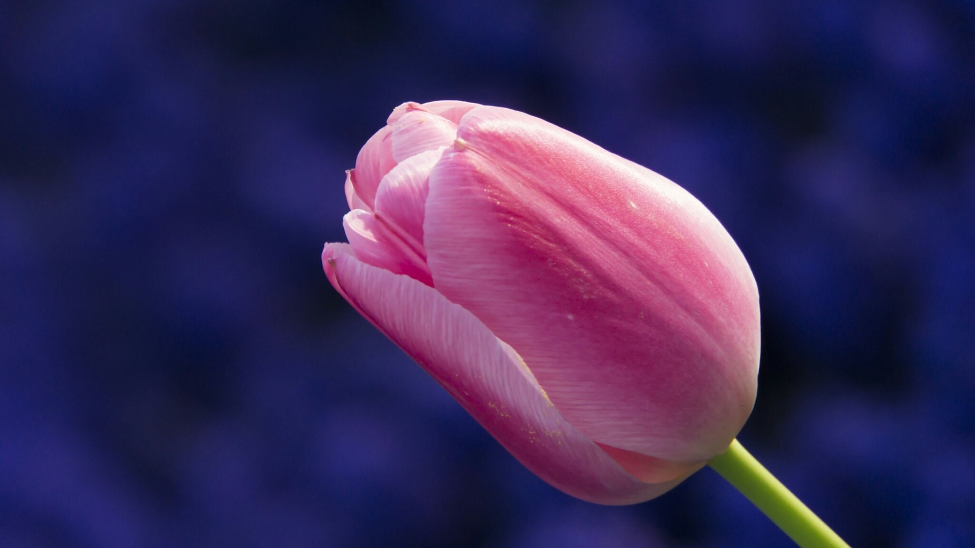 Pink Tulip Flower HD Wallpaper